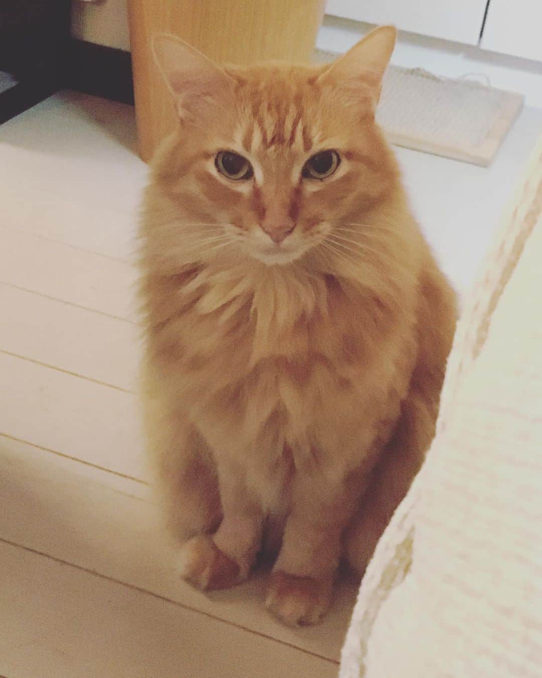猫沢エミのインスタグラム