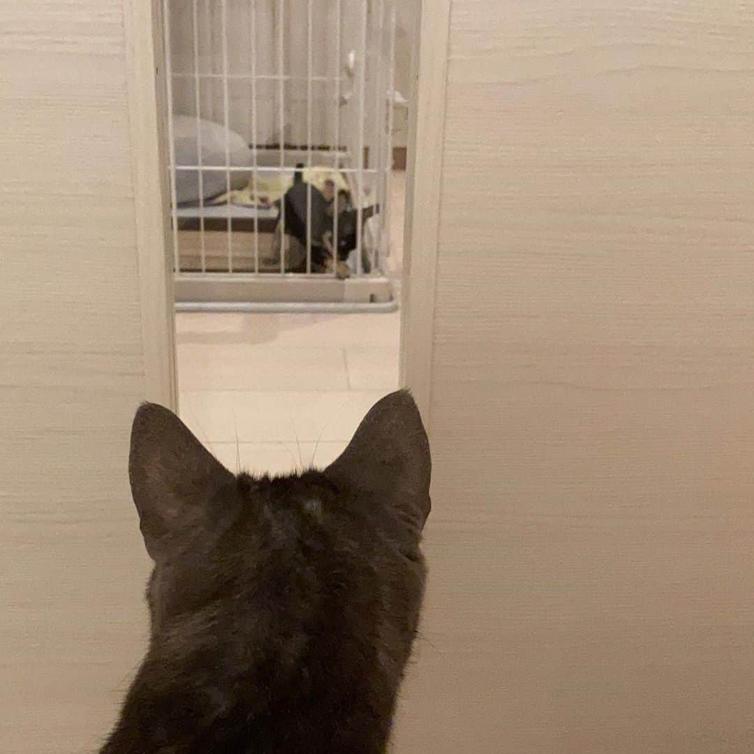 のインスタグラム：「あれれ😶⁈!⁈！﻿ ﻿ ﻿ 【 @nyataten 】 にゃたおとてんてんです！﻿ ﻿ 早く会いたいねえ🐈💭💭﻿ ﻿ #新入り #インスタデビュー ﻿ ﻿ ﻿ @kohei_mishina  も投稿してるよ🤲👀💡」
