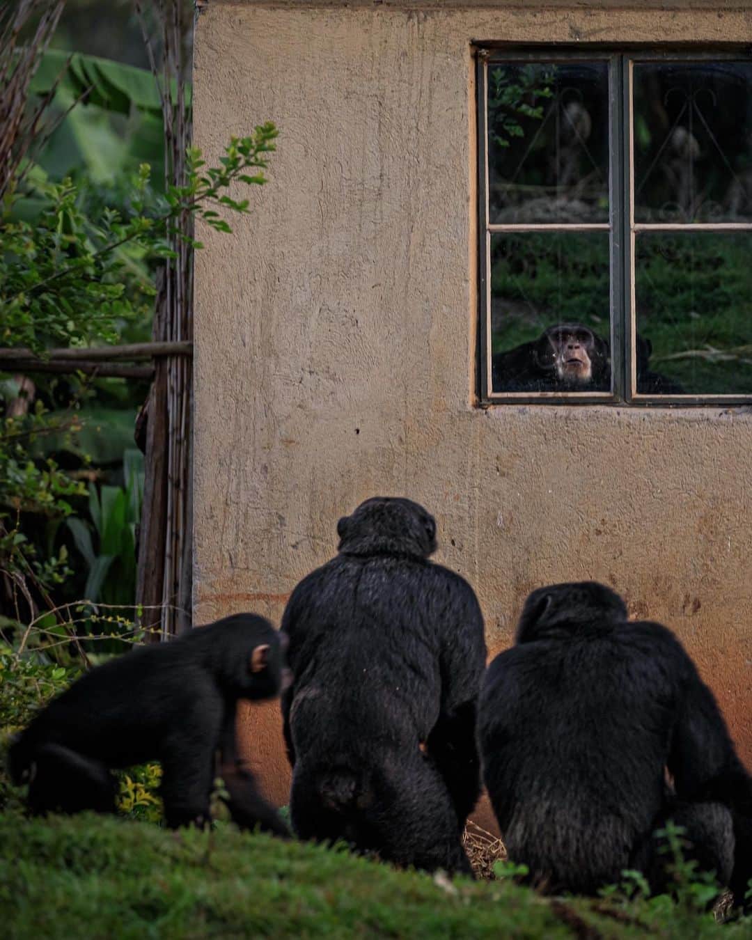 のインスタグラム：「Photo by @ronan_donovan  Text by @davidquammen, from an article in the current issue of @natgeo that spotlights a troubling theme across western Uganda, where humans and chimpanzees are in competition for resources. ⁣  The chimps had been coming closer for a year or two, prowling all throughout Kyamajaka village, searching for food, ripping bananas from the trees, grabbing mangoes and papayas and whatever else tempted them. They had helped themselves to jackfruit from a tree near the Semata house. But on July 20, 2014, scary tribulations gave way to horror—a form of horror that has struck other Ugandan families as well. That was the day when a single big chimp, probably an adult male, snatched the Semata family’s toddler son, Mujuni, and killed him.⁣  “A chimpanzee came in the garden as I was digging,” Ntegeka Semata recalled during an interview in early 2017. Her four young children were with her that day, as she combined mothering with hard fieldwork, but she turned her back to get them some drinking water. The chimp saw his chance, grabbed her two-year-old son by the hand, and ran.⁣  The boy’s screaming brought other villagers, who helped the mother give chase. But the chimp was rough and strong, and the fatal damage occurred fast. “It broke off the arm, hurt him on the head, and opened the stomach and removed the kidneys,” Semata said. Then, stashing the child’s battered body under some grass, the chimp fled. Mujuni was rushed to a health center in a nearby town, Muhororo, but that little clinic couldn’t treat an eviscerated child, and he died en route to a regional hospital.⁣  Learn more about this challenging conservation story in the current issue, ongoing posts by @ronan_donovan, and by following the conservation NGO @bulindichimps, working on the ground to implement solutions.   Check out Nat Geo's link in bio for more on this story.」