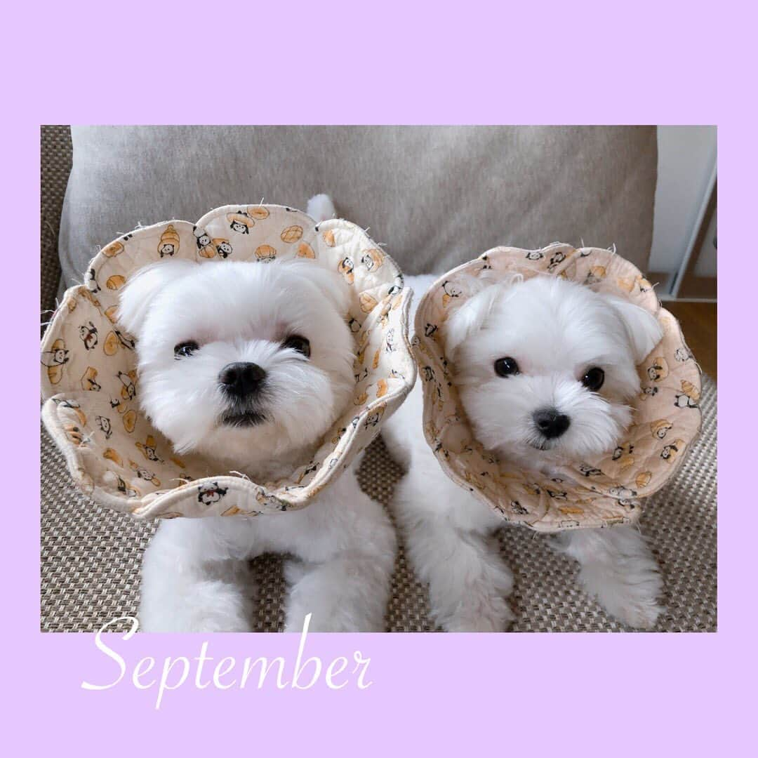 おかゆ & おもちさんのインスタグラム写真 - (おかゆ & おもちInstagram)「...🐶🐶🙋🏻‍♀️🙋🏻‍♂️..・.💓 . . ちょっと遅くなりましたが、 みなさん9月もよろしくお願いします✨ . . 台風10号、特別警報級の猛烈な勢力😱 恐い...😰 みなさん十分気をつけてください🙏 . . 台風の影響なのか、今日も奈良はムシムシ暑い😵暑い🥵 とても9月とは思えません💦 . これじゃあ、おかゆともっちもどこにもお出かけできな〜い😔 早く涼しくなぁ〜〜れ🍃🌿🎑 . . . ❤︎ . . #maltese #malteseofinstagram #happydog #dogsmile #doglove #doglover #dogstagram #instadog #lovedogs #ilovemydog #cutedog #dogoftheday  #말티즈 #fluffypack . #okayusan #マルチーズ #犬バカ部  #白い犬 #わんこ #犬のいる暮らし  #エブリドッグ #みんなのわんこ #わんこと暮らす幸せ #マルチーズ好き #peppyフォト部 #奈良犬 #鼻ぺちゃ #ふわもこ部 #お花エリカラ #september2020」9月3日 23時49分 - okayuchan0421