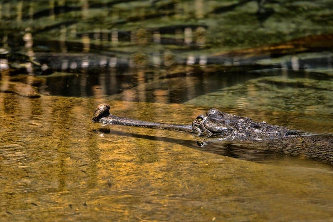 アニマルプラネットさんのインスタグラム写真 - (アニマルプラネットInstagram)「How do you tell male and female gharials apart? Just look at the snout! Adult males have a bulbous growth at the end of theirs called a ghara. . . . . . . #gharial #gharials #crocodilian #ghara #reptile #animalplanet #photooftheday #pictureoftheday」9月4日 0時00分 - animalplanet