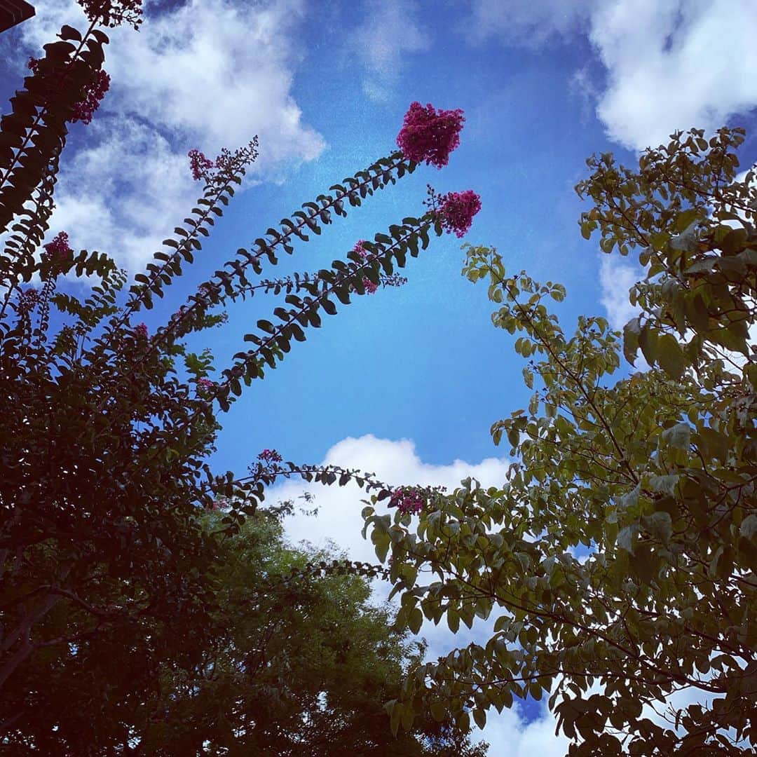 有森裕子さんのインスタグラム写真 - (有森裕子Instagram)「気が沈み込みそうな時 果てしなく遠く澄んた空を見上げたくなる…」9月4日 0時11分 - arimori.yuko33