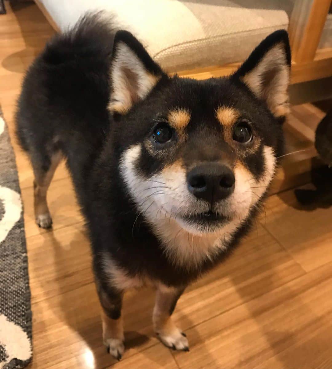 まめ丸のインスタグラム：「* * ねるまえに ちょっとあまえさせてね🐶💓 * * #お兄ちゃんだから #いつもちょっとガマンしてるの #よろしくね * #柴犬#豆柴#柴#黒柴#犬#しばいぬ#shiba#shibainu#shibastagram#shibadog#ig_japan#ig_dogphoto#puppy#instadog#dogstagram#dog#petstagram#pet#강아지#dailyfluff#weeklyfluff#いぬのきもち#いぬのきもち部」