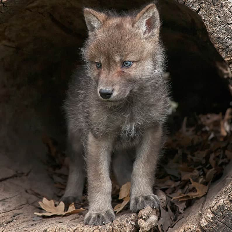 レオナルド・ディカプリオさんのインスタグラム写真 - (レオナルド・ディカプリオInstagram)「We must protect endangered species and the places they call home. In the latest attempt to gut the landmark Endangered Species Act, a new Trump administration proposal would limit our ability to protect the habitat wildlife need to survive. With accelerating extinction and climate crises — and a September 4th deadline (tomorrow!) to show our support for the ESA — we must act right now. Please join me in signing this petition from the @SierraClub at sc.org/wildhabitat (see direct link in bio). It only takes 60 seconds to sign. #EndangeredSpeciesAct」9月4日 0時16分 - leonardodicaprio