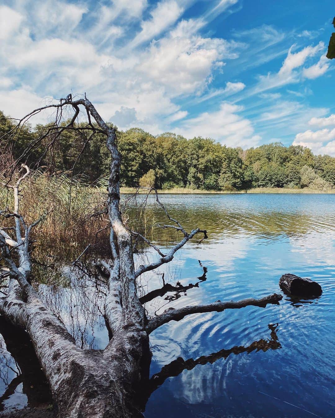 STIL IN BERLINのインスタグラム：「First time in a forest in two weeks, it’s been too long.」