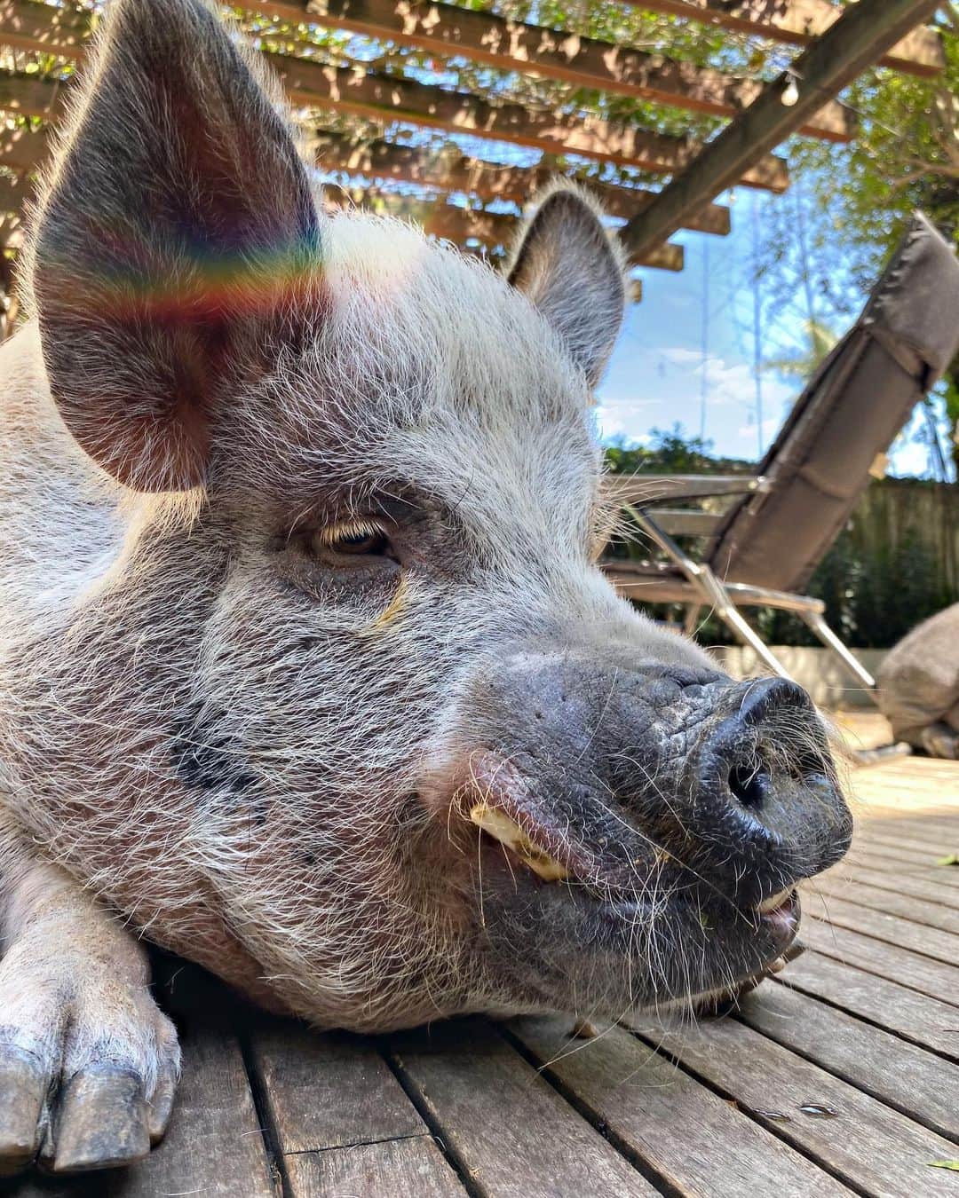 Jamonのインスタグラム：「🎶it’s been a Hard Day’s Night, I have been working like a “pig” ... 🎤🎵 I don’t think so... just chilling and singing  @thebeatles   #harddaysnight #thesingingpig #beatles #jamonthepig #pig #pigs #pigaspets #pet #pets #petsofinstagram #petstagram #pigsofinstagram #pigstagram」