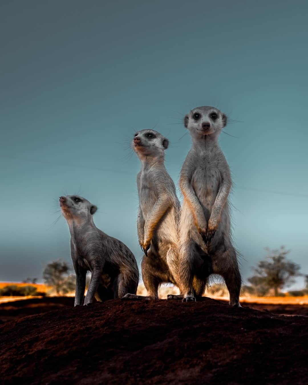 Fujifilm UKさんのインスタグラム写真 - (Fujifilm UKInstagram)「FEATURED PHOTOGRAPHER OF THE WEEK  Who doesn’t love meerkats? “These meerkats come out early in the morning and face the sun to warm up. I went low with the FUJIFILM X-T2 and waited for the ideal position of each meerkat to make the composition just right.” – @sollylevi.  X-T2 XF10-24mmF4 R OIS F5.0, ISO 200, 1/125 sec  #FujifilmXSeries #XT2 #FUJIFILMXT2 #Fujifilmx_uk」9月4日 1時01分 - fujifilmuk
