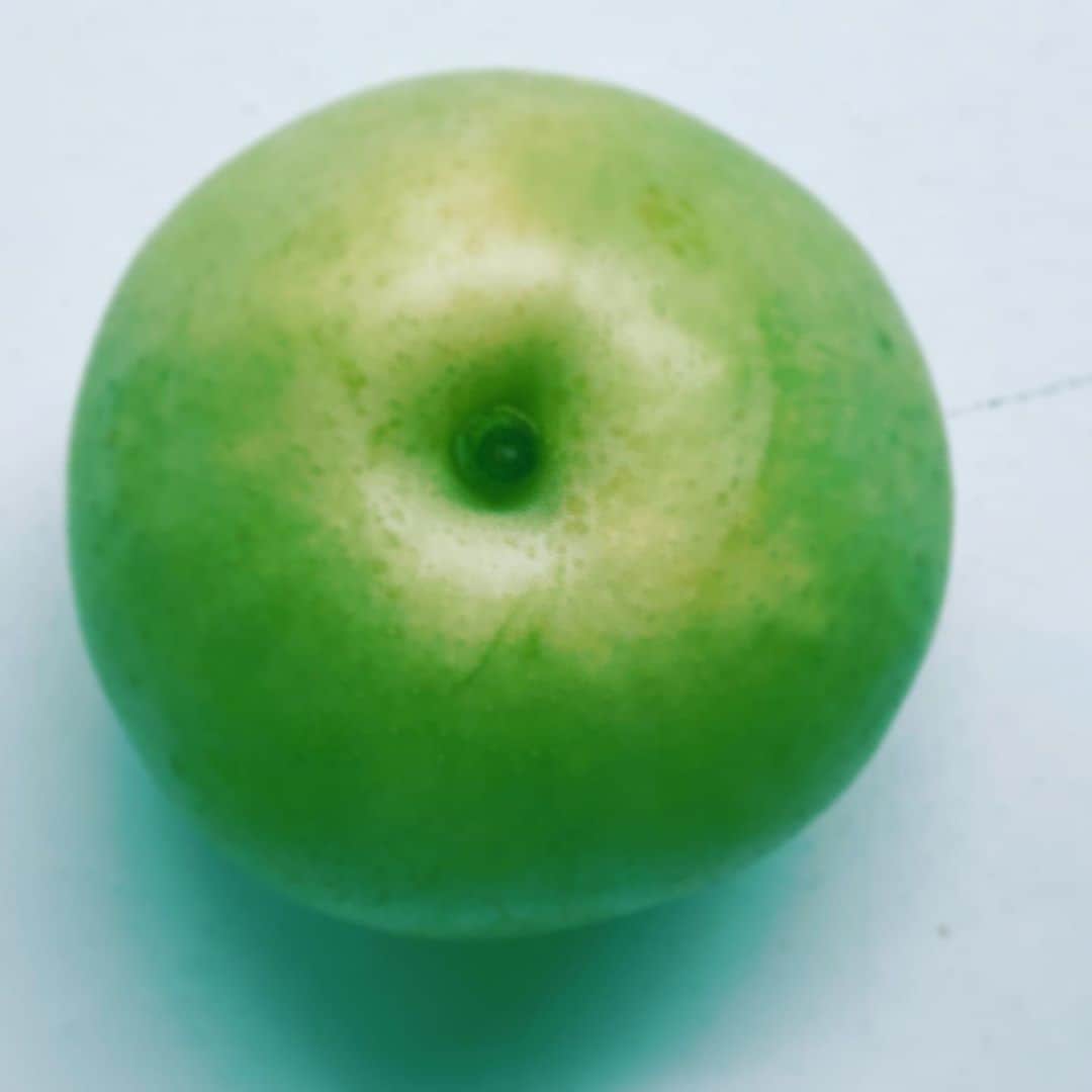 中野敬久さんのインスタグラム写真 - (中野敬久Instagram)「#20century #pears #green #fresh #hope #tottori」9月4日 1時23分 - hirohisanakano