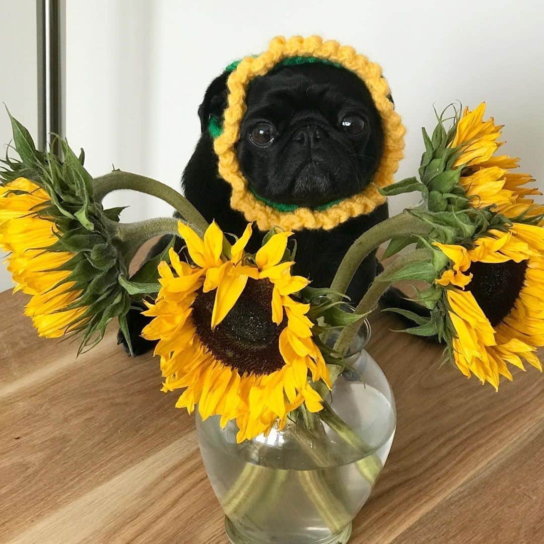 9GAGさんのインスタグラム写真 - (9GAGInstagram)「You're a sunflower⠀ I think your love would be too much🎵⠀ 📸 @izzythepug1⠀ -⠀ #pug #sunflower #9gag」9月4日 2時00分 - 9gag
