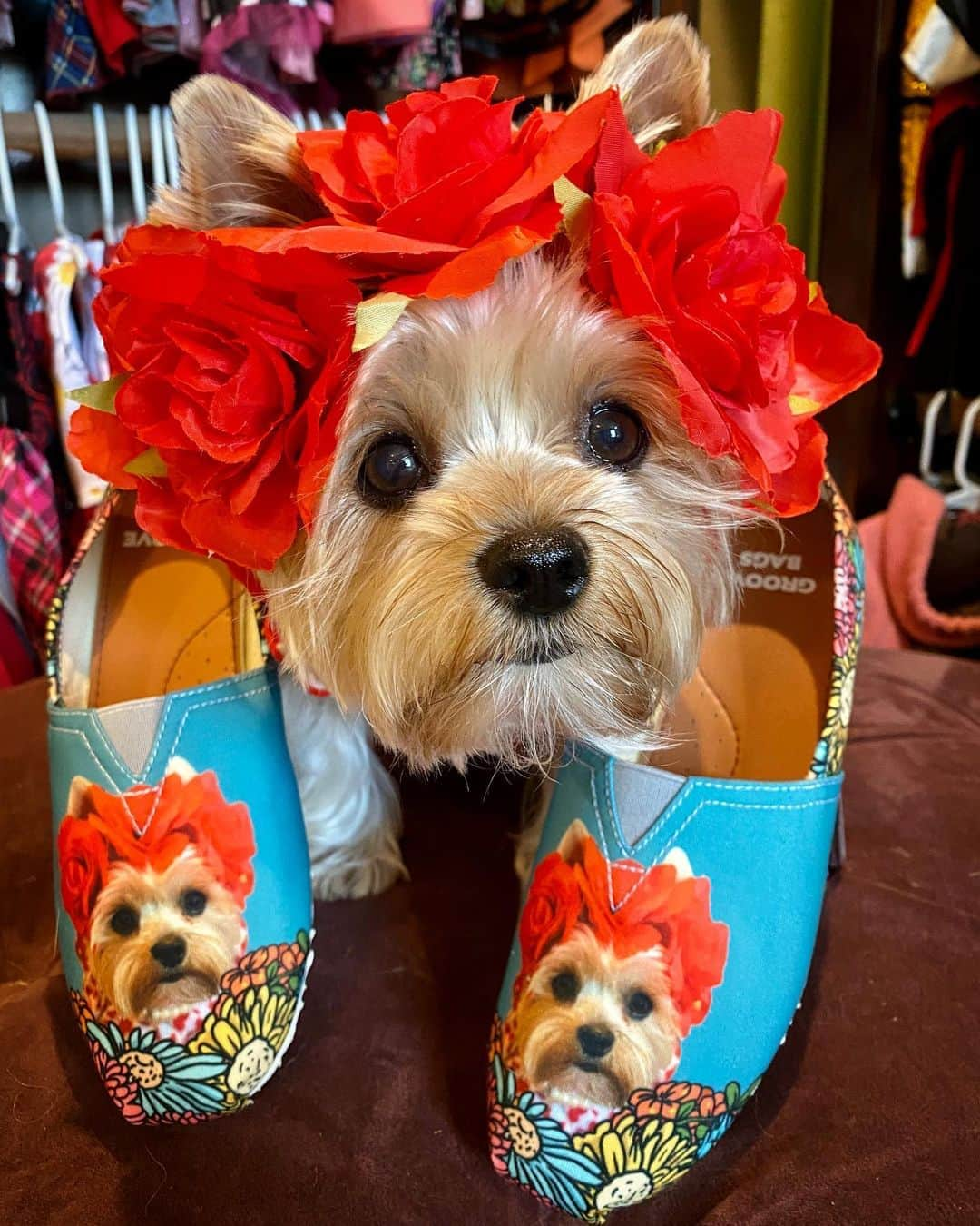 さんのインスタグラム写真 - (Instagram)「Allie 💭 Mommy loves me so much and now she can see my sweet little face wherever she goes! Thank you @GrooveBags for these beautiful and comfy shoes! 😍👟🎉 Check out @groovebags and use our coupon code “HappyYorkie” to save 💰💰💰#GrooveBags #PersonalizedShoes #LoveWhoYouAre #WearWhatYouLove」9月4日 2時10分 - happyyorkiefamily