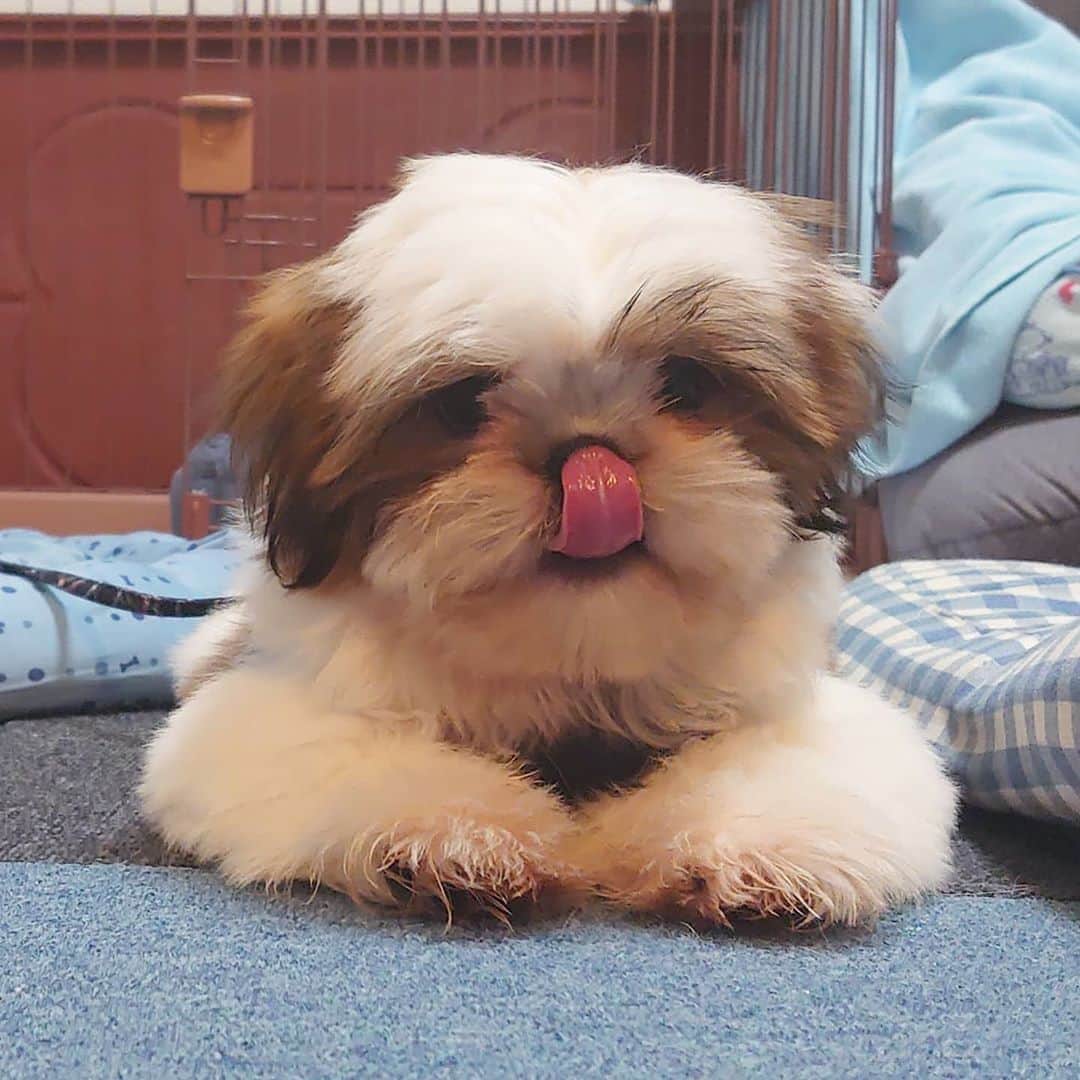 Kukkaのインスタグラム：「ぺろり👅」