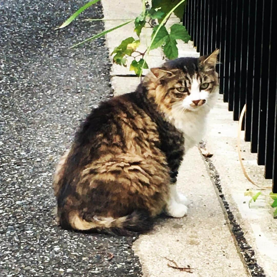 熊木翔さんのインスタグラム写真 - (熊木翔Instagram)「だるまさんが転んだ ｯﾀﾞ」9月4日 13時08分 - kumakisho