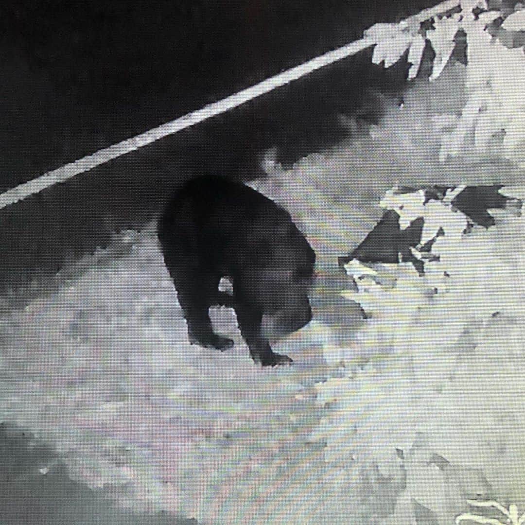 鈴井貴之さんのインスタグラム写真 - (鈴井貴之Instagram)「昨晩、遂に熊が自宅前に出没しました。ヤバイ。ヤバイです。 シカじゃなく本物の熊でした。」9月4日 13時04分 - suzuitakayuki
