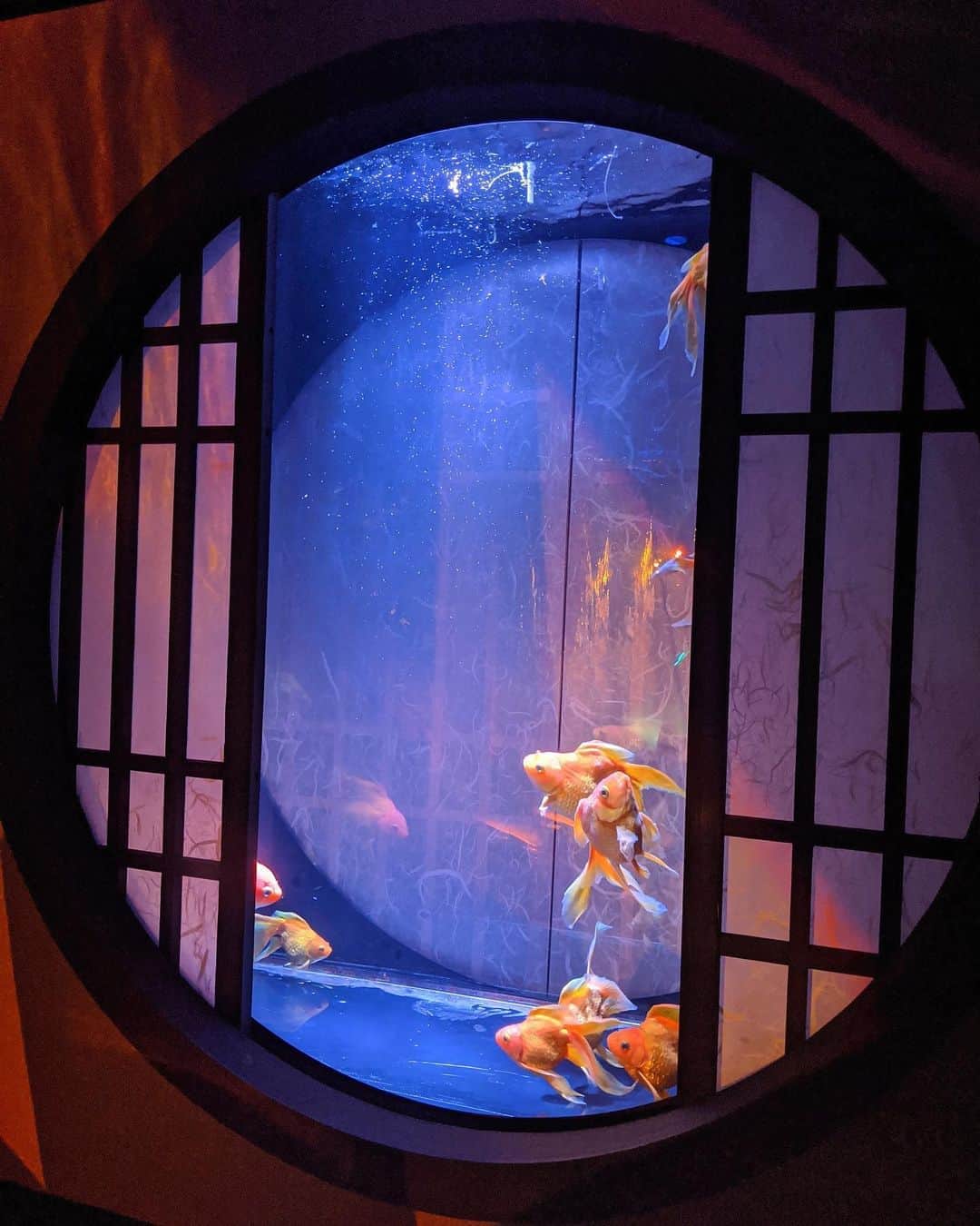 美咲あいりさんのインスタグラム写真 - (美咲あいりInstagram)「_𝐴𝑅𝑇  𝐴𝑄𝑈𝐴𝑅𝐼𝑈𝑀 ✨﻿ ﻿ ﻿ ﻿ ﻿ #artaquarium ﻿ #アートアクアリウム﻿ #artaquariummuseum ﻿ #goldfish ﻿ #museum ﻿ ﻿」9月4日 13時06分 - misakiairi