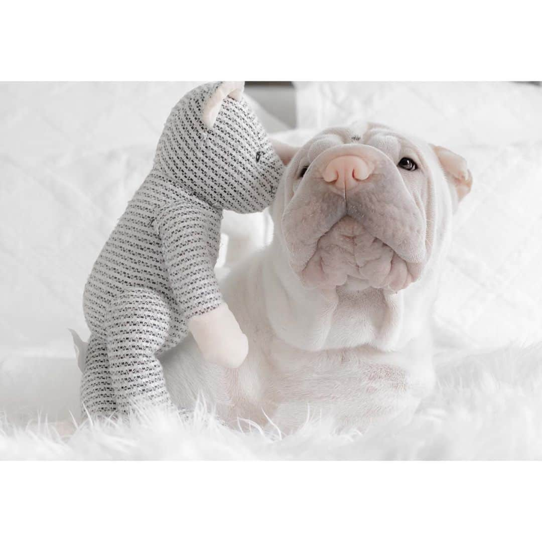 annie&pADdinGtoNさんのインスタグラム写真 - (annie&pADdinGtoNInstagram)「Secrets 💭 #iwillnevertell #friends #mumsgoingout #houseparty #lambyandteddy #sharpei #sharpeisofinstagram #sharpeilove #love #instagood #weeklyfluff #dog #dogs #doggo #barked #dogsofinstagram #dogs_of_instagram #wrinkles #iloveyoutothemoonandback」9月4日 13時19分 - anniepaddington