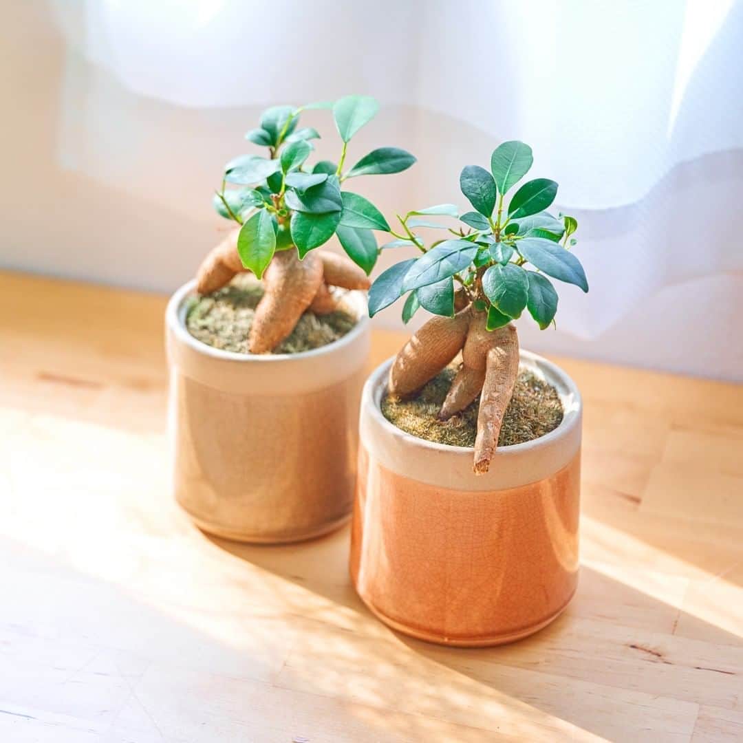 LOVEGREEN -植物と暮らしを豊かに。のインスタグラム