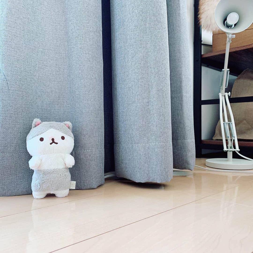 のインスタグラム：「たたずむぱりぴちゃん ⠀ ⠀ #plushie #plushies #plushiesofinstagram #toytravel #corocorocoronya #plushiecommunity #ころころコロニャ #ころころコロニャ応援団 #코로코로코로냐 #にゃんすたぐらむ #ぬい撮り #ぬい撮り部 #ぬい撮り写真部 #ぬい撮りさんと繋がりたい #のんびり生活 #ぬいぐるまー #卷卷面包猫」