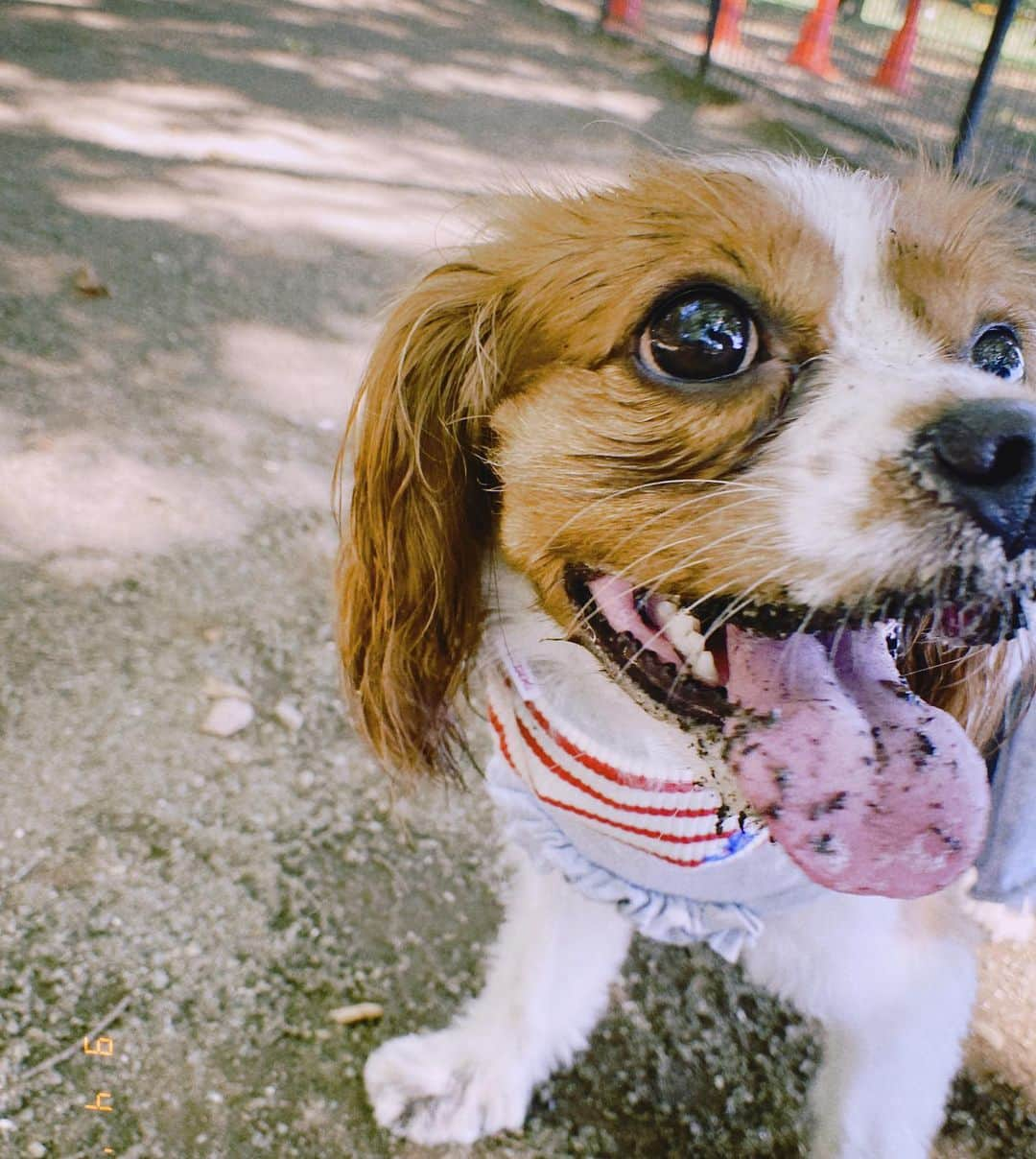 廣岡聖さんのインスタグラム写真 - (廣岡聖Instagram)「そして可愛すぎるどろんこちゃん🐶 お気に入りは三枚目🐶 暑いのでひんやりアイス首に巻いてます☺️  代々木公園のドッグランはほとんど全部木で影になってるから日中もおすすめ☀️ アスファルトの上は暑いから抱っこだけどね☺︎  #キャバリア#キャバリアキングチャールズスパニエル#ブレンハイム#犬のいる暮らし #ドッグラン#代々木公園#夏の終わり#愛犬との時間#いぬすたぐらむ#dogstagram#dogrun#cavalierkingcharlesspaniel#cavaliercommunity#cavalierlife#cavalierblenheim」9月4日 13時41分 - hirooka_hijiri