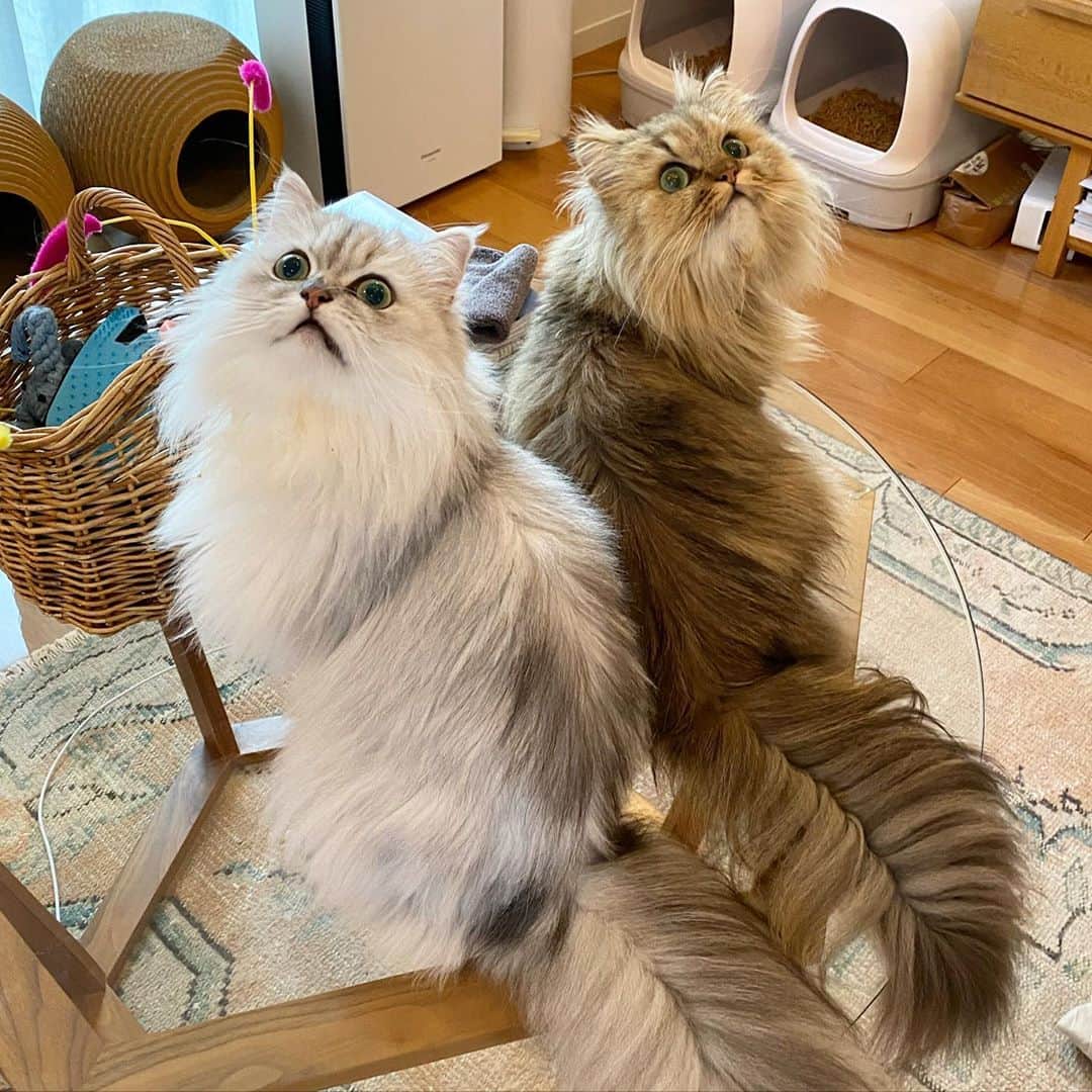 兄弟猫と私と夫の2トムのまいにちさんのインスタグラム写真 - (兄弟猫と私と夫の2トムのまいにちInstagram)「always together. 5歳になっても、ますます常に一緒にいる。喧嘩もするけどね。  cat#cats#pet#catsofinstagram#catstagram#catstagram_japan#instacat#cutecat#cutepetclub#bestcats#world_kawaii_cat#catoftheday#meow#bestmeow#TheDailyKitten#ねこ#ネコ#猫#ねこ部#ふわもこ部#pecoねこ部#みんねこ#チンチラ#チンチラゴールデン#チンチラシルバー#ペルシャ#みぃ豆#ふぅ豆」9月4日 13時42分 - maamiff