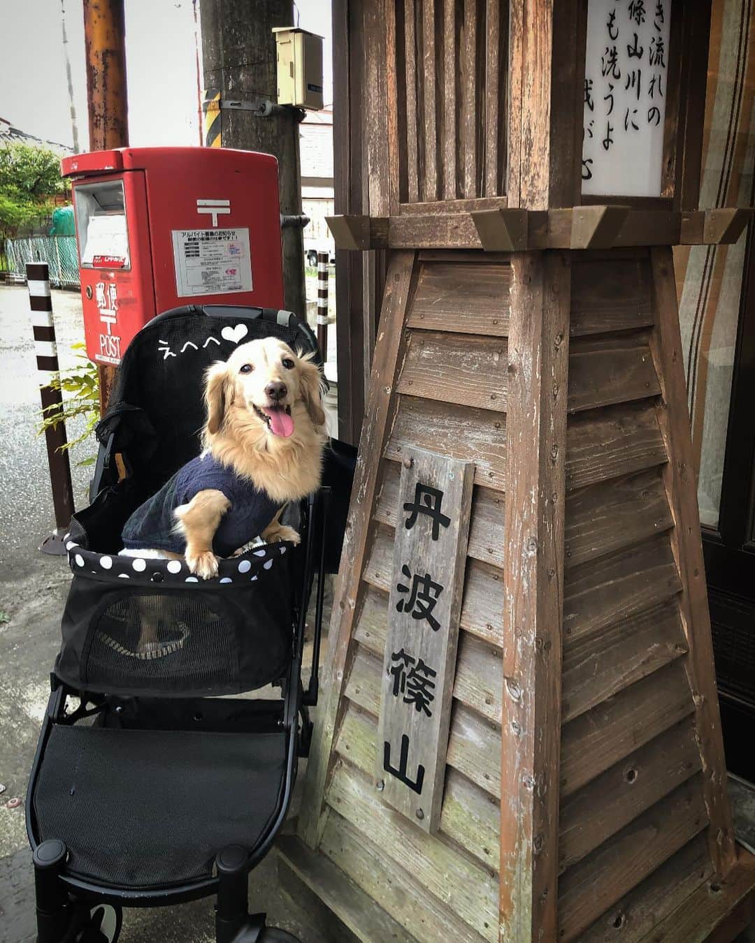 のインスタグラム：「ちょっと篠山まで②🚙💨💨 #町屋カフェ ☕️ #昭和レトロ #街散策 #丹波篠山 #旅は犬連れ  #Mダックス#ダックス#ミニチュアダックス #親父犬#シニア犬#ミニチュアダックスフンド #ミニチュアダックスクリーム#短足部 #短足犬#カニンヘンダックス #ダックス14歳#カニンヘンダックスフンド#犬は家族#犬のいる生活#シニアライフ#インスタでわんこみるのが日課 ♡♡」