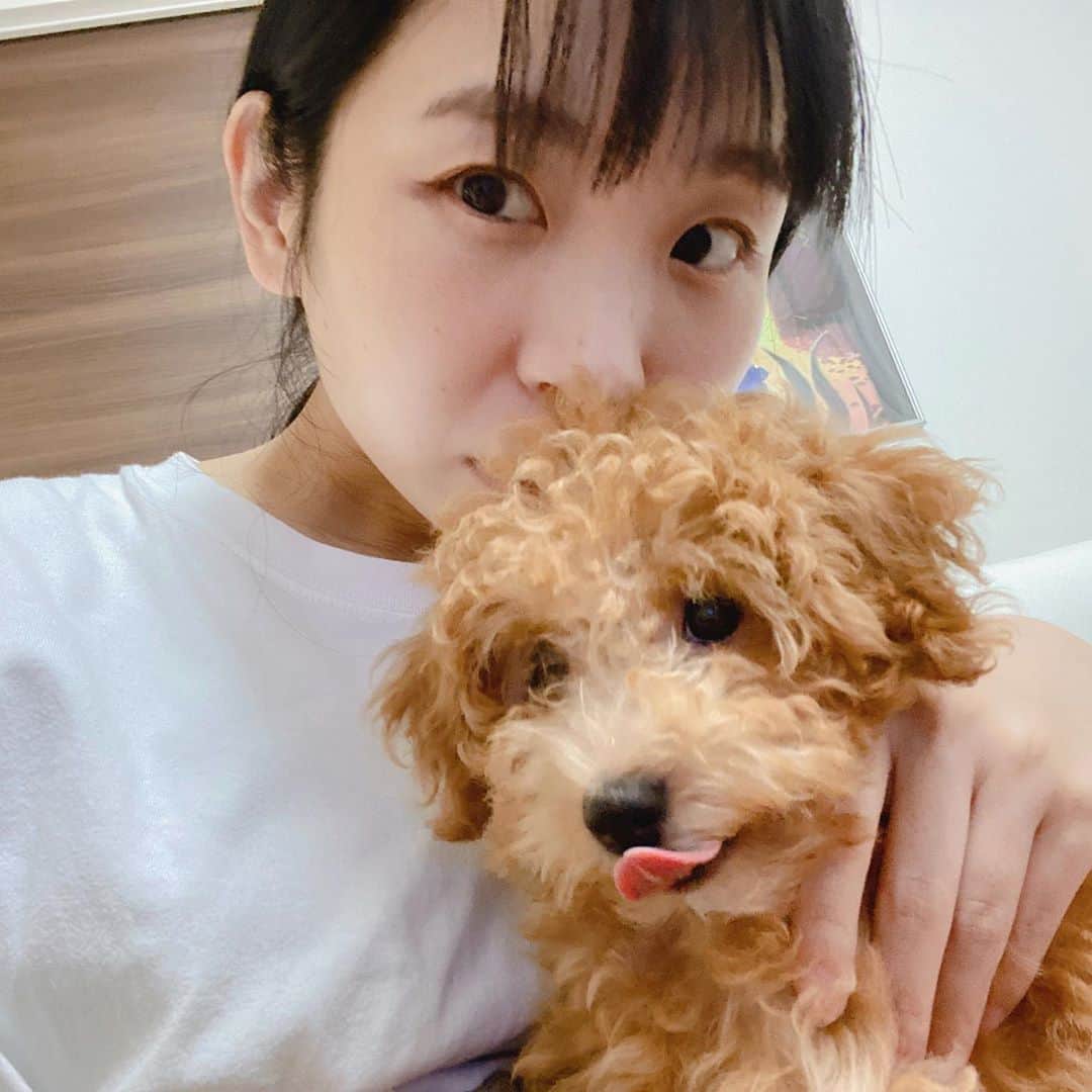 古川未鈴のインスタグラム：「元気にすくすく大きくなってね  #ぱむ #チワプー #dog  #pet」