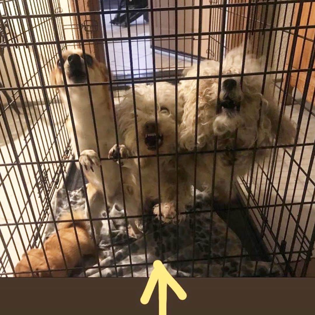 Lil Buckさんのインスタグラム写真 - (Lil BuckInstagram)「This is the TRUE STORY of my dog @coco_le_fluff her life has changed a full 360 since @aishimatsu & I rescued her with the help of @mariafoti 🙏🏾❤️ we never received real care before we rescued her and after we got all the work done on her she didn’t want to eat anything. It was getting bad until we got her some @thefarmersdog fresh food and she literally started SMASHING IT! 😄 Thank you so much @thefarmersdog for giving CoCo a platform to share her story and for making good food for dogs ❤️🙏🏾  . SWIPE LEFT TO SEE THE A BREIF TIMELINE OF HER STORY AND FOLLOW @coco_le_fluff to see more. If you want to try the fresh food click the link in @coco_le_fluff bio to receive a huge 60% off promo code on your first buy 👌🏾」9月4日 5時31分 - lilbuckdalegend