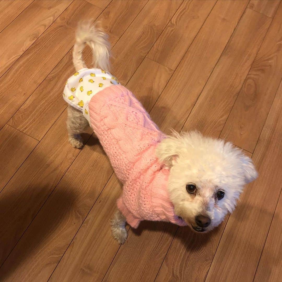 Lil Buckさんのインスタグラム写真 - (Lil BuckInstagram)「This is the TRUE STORY of my dog @coco_le_fluff her life has changed a full 360 since @aishimatsu & I rescued her with the help of @mariafoti 🙏🏾❤️ we never received real care before we rescued her and after we got all the work done on her she didn’t want to eat anything. It was getting bad until we got her some @thefarmersdog fresh food and she literally started SMASHING IT! 😄 Thank you so much @thefarmersdog for giving CoCo a platform to share her story and for making good food for dogs ❤️🙏🏾  . SWIPE LEFT TO SEE THE A BREIF TIMELINE OF HER STORY AND FOLLOW @coco_le_fluff to see more. If you want to try the fresh food click the link in @coco_le_fluff bio to receive a huge 60% off promo code on your first buy 👌🏾」9月4日 5時31分 - lilbuckdalegend