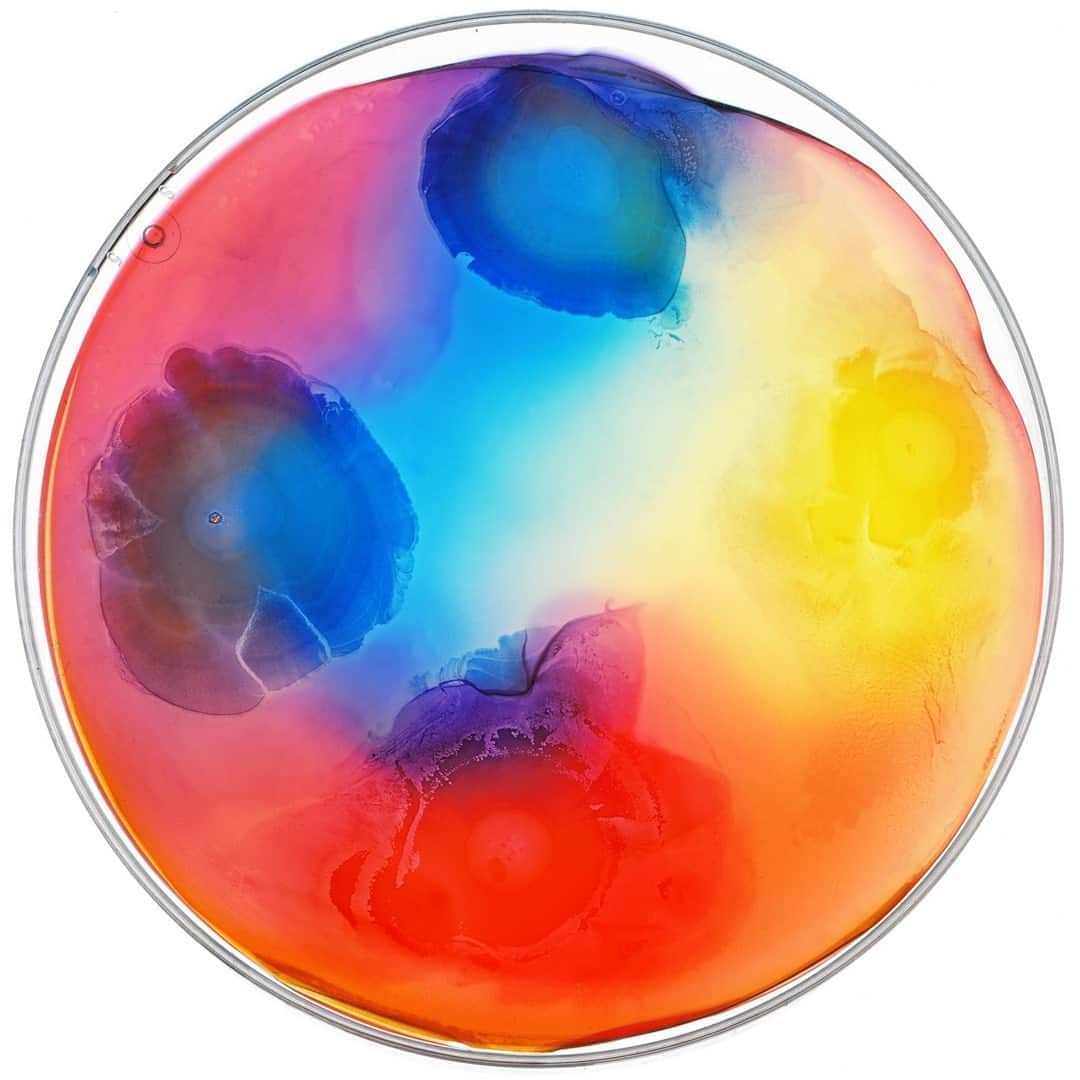 TED Talksのインスタグラム：「Are you seeing 🌈 ? When synthetic biologist and @tedfellow Tal Danino is not programming microorganisms to fight cancer, he’s programming them to make art! This petri dish of E. coli features different hues of food coloring, which allows him to better identify specimens. But Danino’s work is not just for the love of science. With his "Microuniverse" series, he's hoping to get people excited about these tiny cellular creatures in a big way. "The project is about getting to see this unseen universe that’s really small and all around us, every day," he says. To look at more of his amazing pieces and read about the science behind each, click the link in our bio. ⁠ ⁠ [Image: @tdanino]」