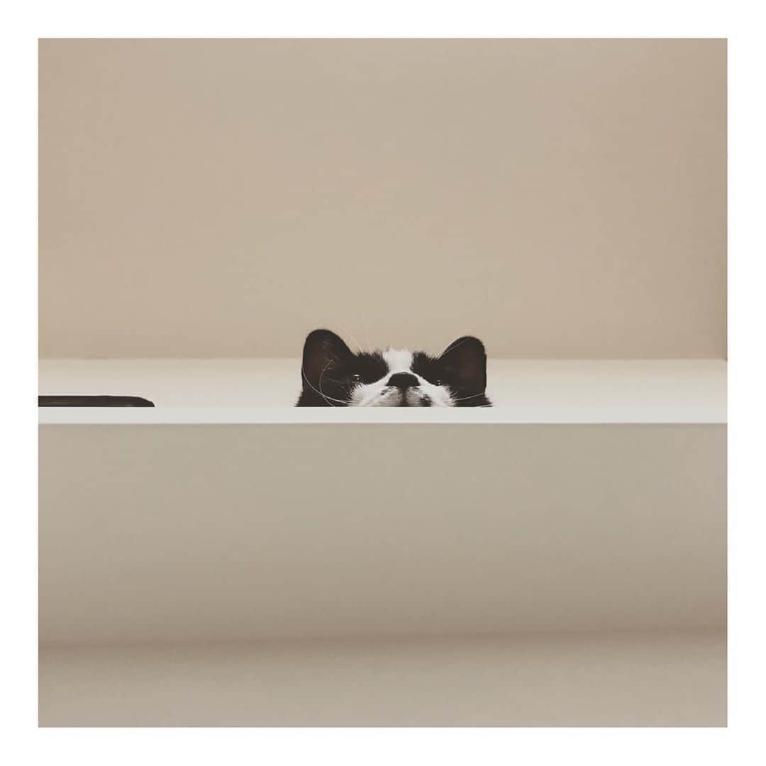 こむぎのインスタグラム：「* おはようてなちゃん 朝起きて、猫に見られてる幸せ〜☺️ 毎朝ごまちゃんに「かあちゃん早くご飯出して」と頭ペシペシされて起きます😂  現在、我が家には崩壊現場からレスキューした てなちゃん、ぶどうくん、しゅうくん、ちゃちゃちゃんの4匹がいます。 みんなとってもいい子です☺️ #岐阜多頭崩壊レスキュー  #里親募集 #里親募集中 #愛知 #岐阜 #遠方要相談 #おひげの癖が強いてなちゃん」
