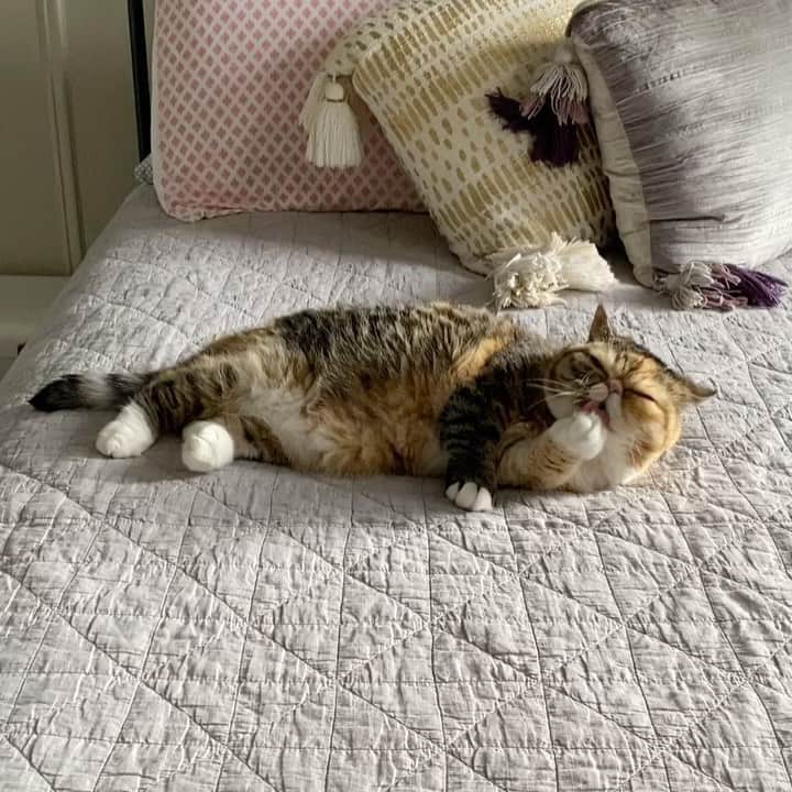 Tinaのインスタグラム：「Wheez living the good life ♥️」