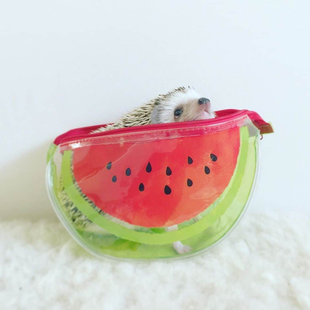 あずきさんのインスタグラム写真 - (あずきInstagram)「Azuki in watermelon 🍉😉✨ 最近ほんとハリネズミの写真撮らなくなっちゃったので過去のあずきの夏っぽい写真投稿☀️😆💕 . 今日はまた35度とかになりそうなので、外出時も もなさん用にエアコンは付けっぱなしで温度調整したいと思います。 . . #watermelon  #スイカ #はりねずみ #ハリネズミ #hedgehog #pygmyhedgehog #lovelypet #cuteanimals #はりねずみのもなか #hedgie #Hérisson #igel#riccio #Erizo #고슴도치 #刺猬 #hedgehogazuki  #hedgehogsofinstagram #animaladdicts #cuddles #meowed #petscorner  #cutepetclub #worldofcutepets #animalvibes #gotchaday」9月4日 7時30分 - hedgehog_azuki