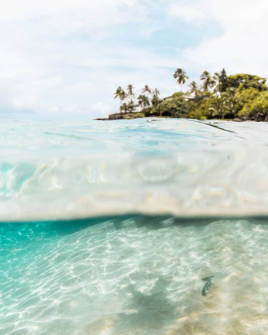 And Youさんのインスタグラム写真 - (And YouInstagram)「Paradise really is bliss. ​. ​. ​. ​. ​. ​. ​. ​. ​. ​. ​. ​. ​. ​. ​. ​. ​#hawaii #ocean #paradise #oceanlife #underwater #photography #islandlife #islandvacation」9月4日 7時34分 - dolphinsandyou