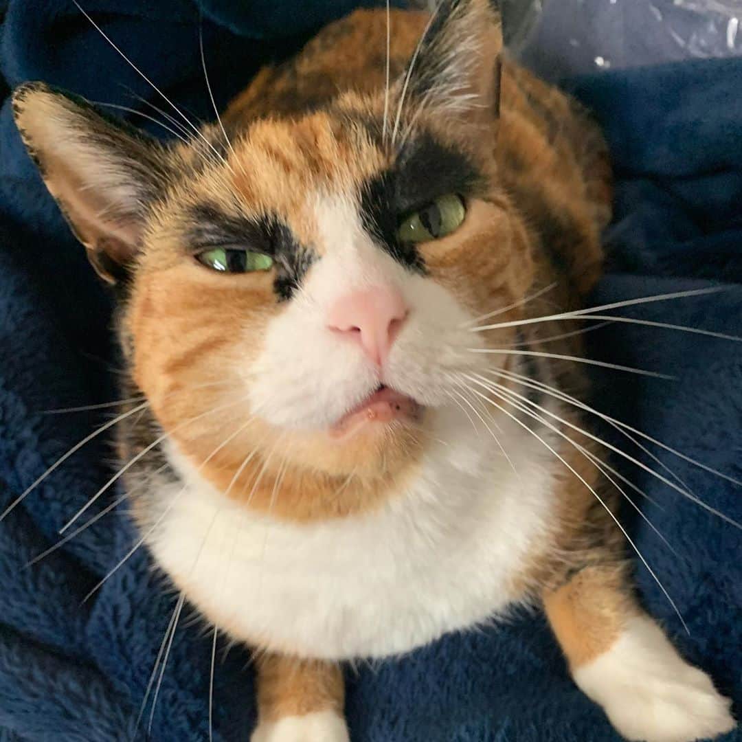 リリーのインスタグラム：「Crawling my way to the weekend  . . . . . . . #lillycrazyeyes #mood #catsofinstagram #9gag #calico #instacat #meowstagram #meow #meowdel #instacalico #calico #caturday #saturday #weekend  #crazyeyes #sassy」