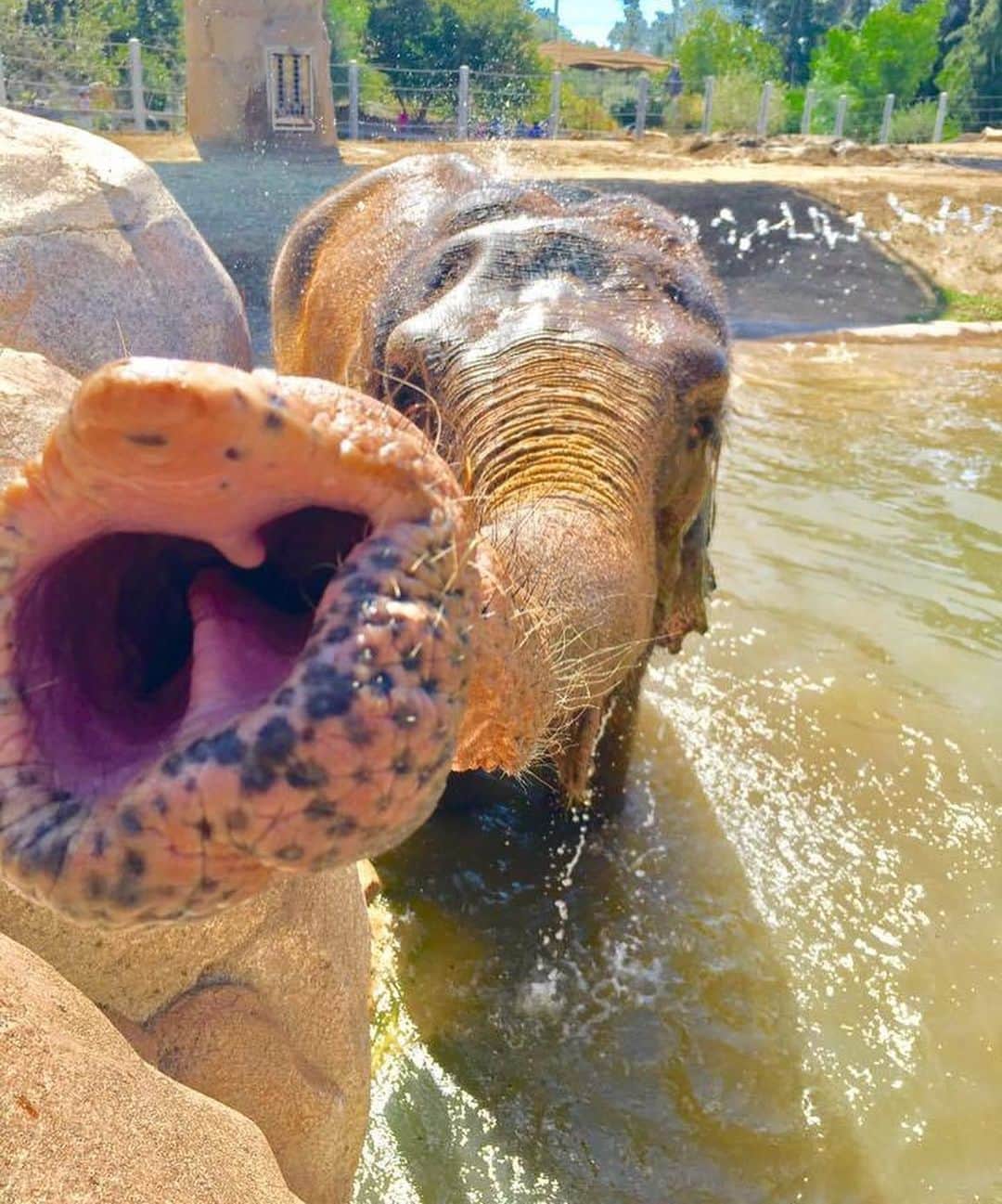 San Diego Zooさんのインスタグラム写真 - (San Diego ZooInstagram)「Swipe to boop Mary's snoot ➡️ 🐘 and keep reading to learn more about this unique appendage.  An elephant’s trunk is both an upper lip and a nose.  There are no bones or cartilage in the trunk, but there's other junk... like muscles!  There are 8 major muscles on each side of the trunk and 150,000 muscle fascicles (portions of muscles) for the entire trunk.  An 🐘’s trunk is so strong it can push down trees and so agile that it can pick up a single piece of straw.  #SnootBoop #Elefun #TrunkJunk #SanDiegoZoo」9月4日 8時03分 - sandiegozoo