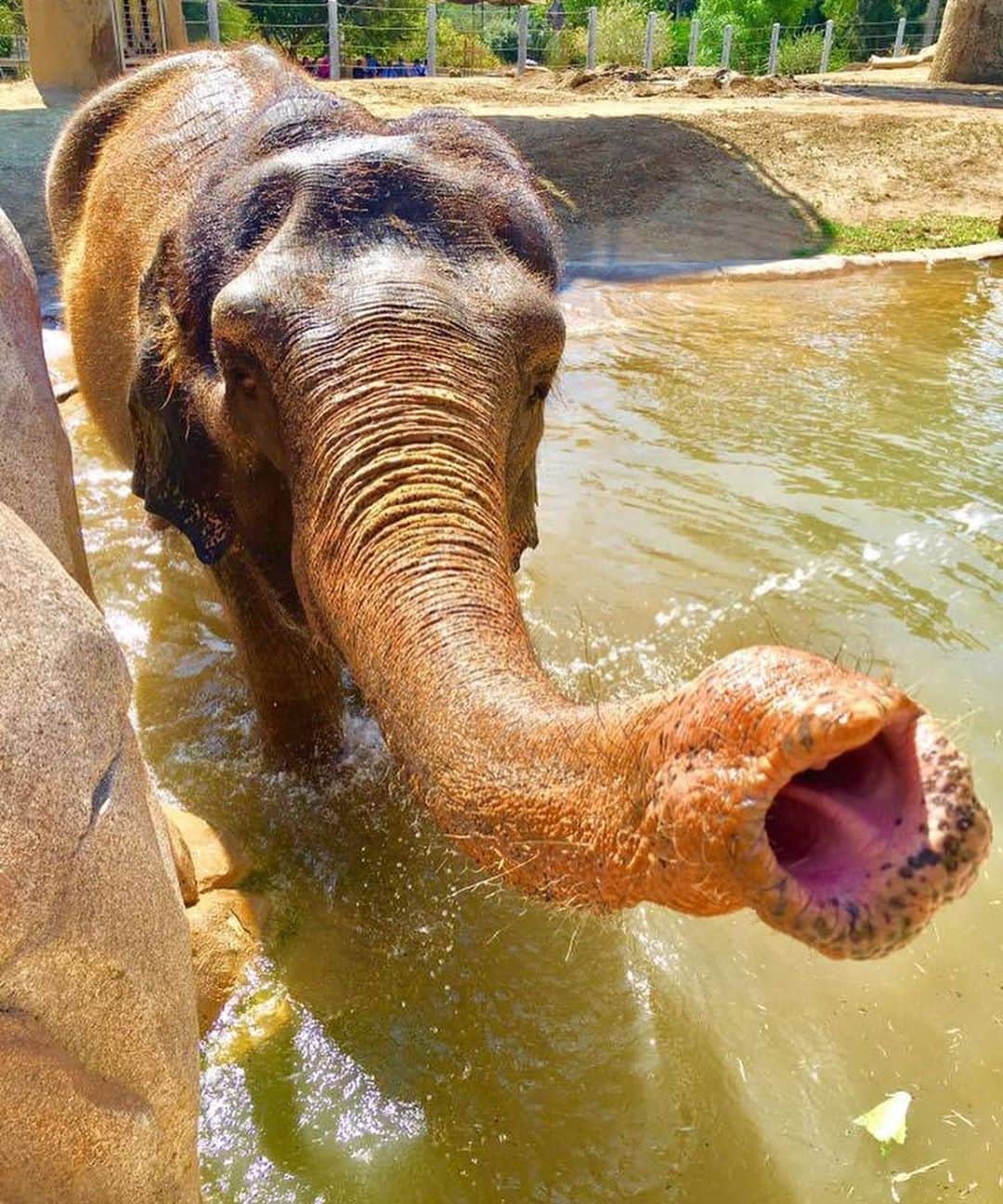 のインスタグラム：「Swipe to boop Mary's snoot ➡️ 🐘 and keep reading to learn more about this unique appendage.  An elephant’s trunk is both an upper lip and a nose.  There are no bones or cartilage in the trunk, but there's other junk... like muscles!  There are 8 major muscles on each side of the trunk and 150,000 muscle fascicles (portions of muscles) for the entire trunk.  An 🐘’s trunk is so strong it can push down trees and so agile that it can pick up a single piece of straw.  #SnootBoop #Elefun #TrunkJunk #SanDiegoZoo」
