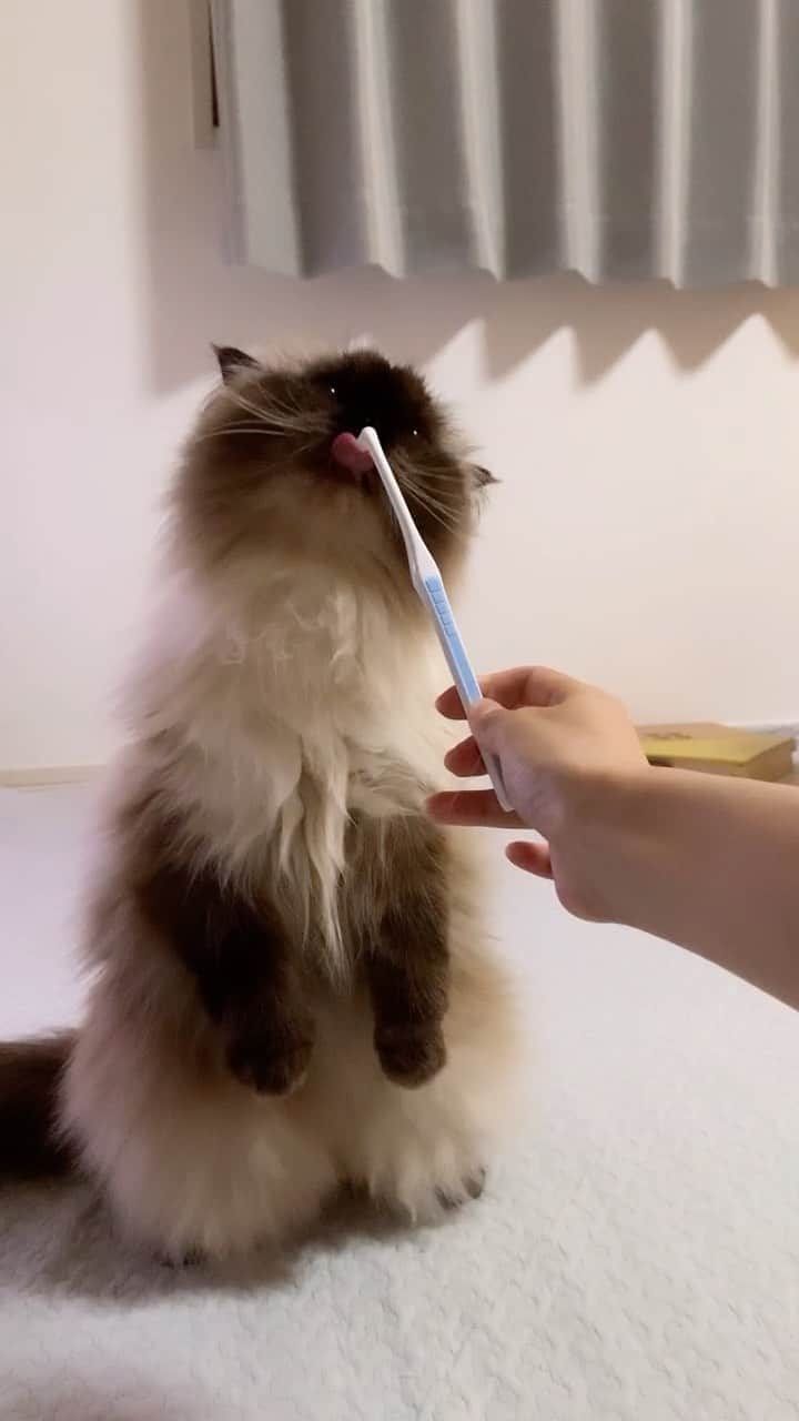 plumeのインスタグラム