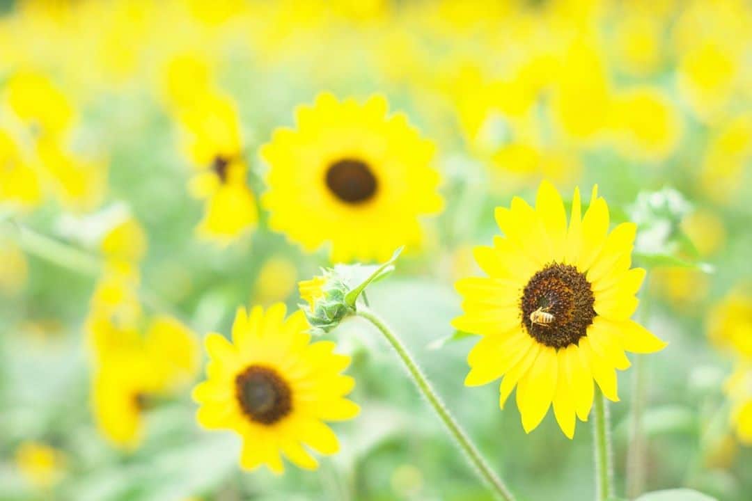 kiccyomuのインスタグラム：「☁️ 2020.09.04 Fri #森林公園 #向日葵 🌻 と 暑くても元気なミツバチ🐝 #心に花を  今日も残暑厳しく… 今週末は台風💨来るし… とりあえず、金曜日…今日も元気に🤗  location #群馬 📷撮影 2020年08月07日」