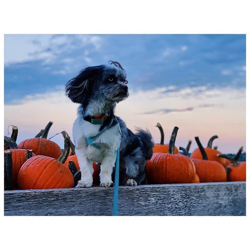 ローラ・ヴァンダーヴォートさんのインスタグラム写真 - (ローラ・ヴァンダーヴォートInstagram)「The Pumpkin Guardian. 🎃  : : : My epic baby girl today. Is it October yet?  . . . . . . .   #heroposechallenge #dogsofinstagram #frankieblueeyes #roadtrip #canada #pumpkin #adoptdontshop」9月4日 8時56分 - lauravandervoort