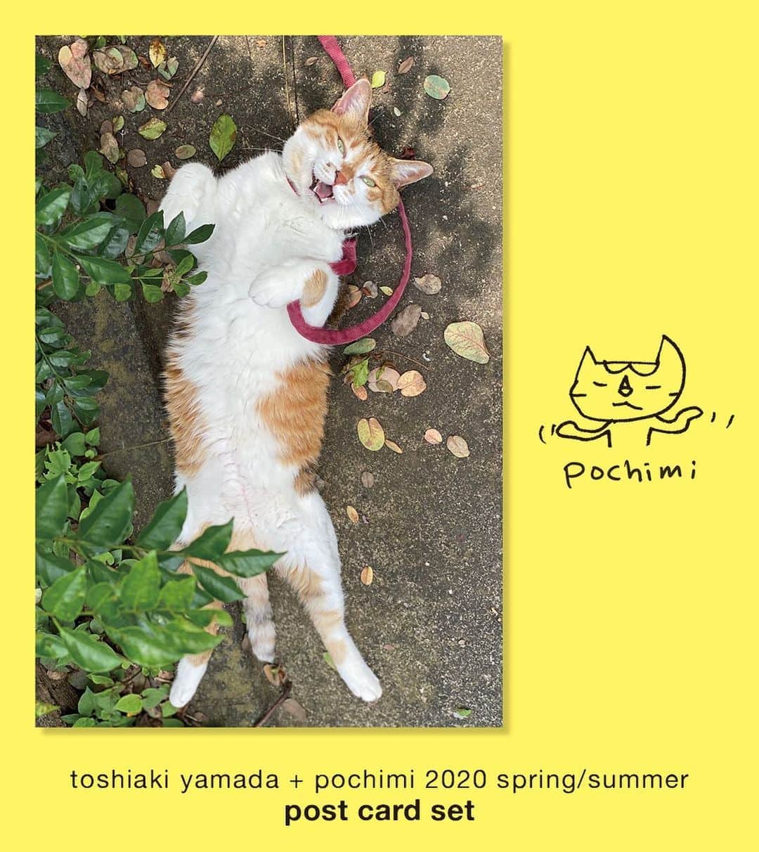 山田稔明さんのインスタグラム写真 - (山田稔明Instagram)「久しぶりにポチ実ポストカードセットを新しく作りました。春夏に撮ったチミ写真からおもしろ中心にセレクト。通販STOREで受付中です。来週以降の発送を予定しています。 #ポチ実 #三毛猫」9月4日 8時57分 - toshiakiyamada