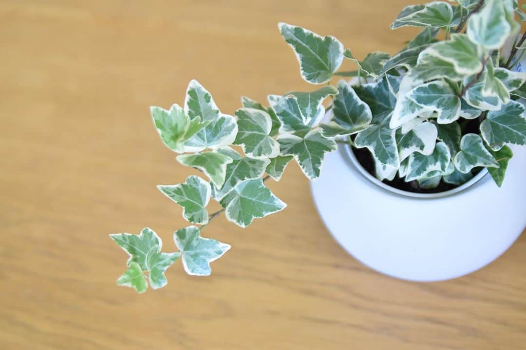 LOVEGREEN -植物と暮らしを豊かに。のインスタグラム