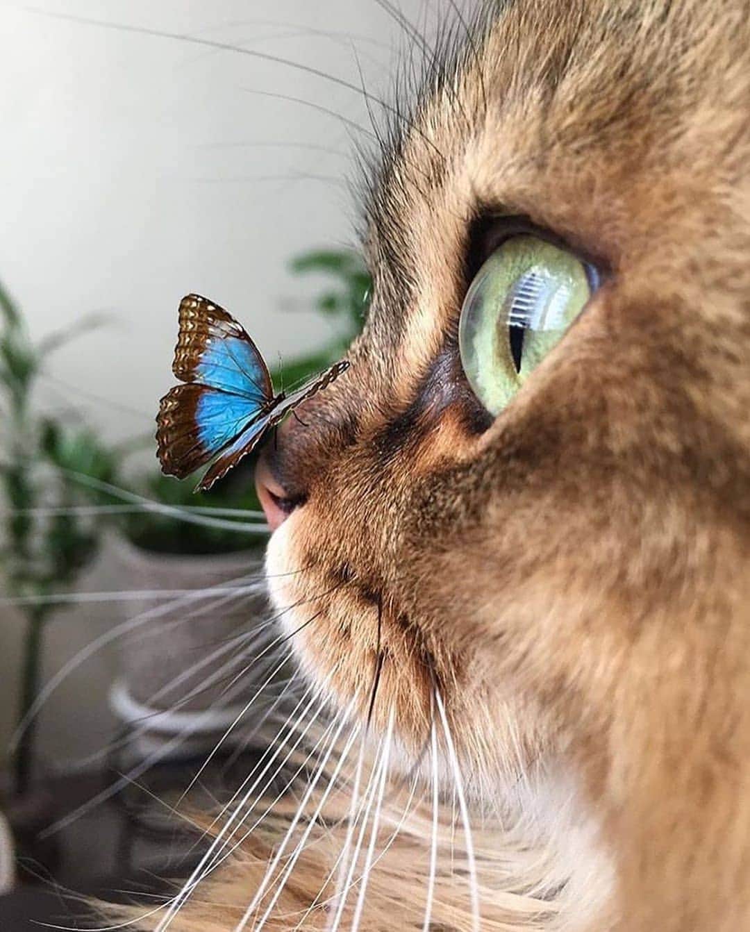 Padgramさんのインスタグラム写真 - (PadgramInstagram)「Hey, what are you doing on my nose? 🌷🦋🐱 Photo Art by @my_lulu_cat_ #planet_of_animals #planetgo #planet #pgdaily #pgstar #pgcounty #cat」9月4日 9時15分 - planet.go