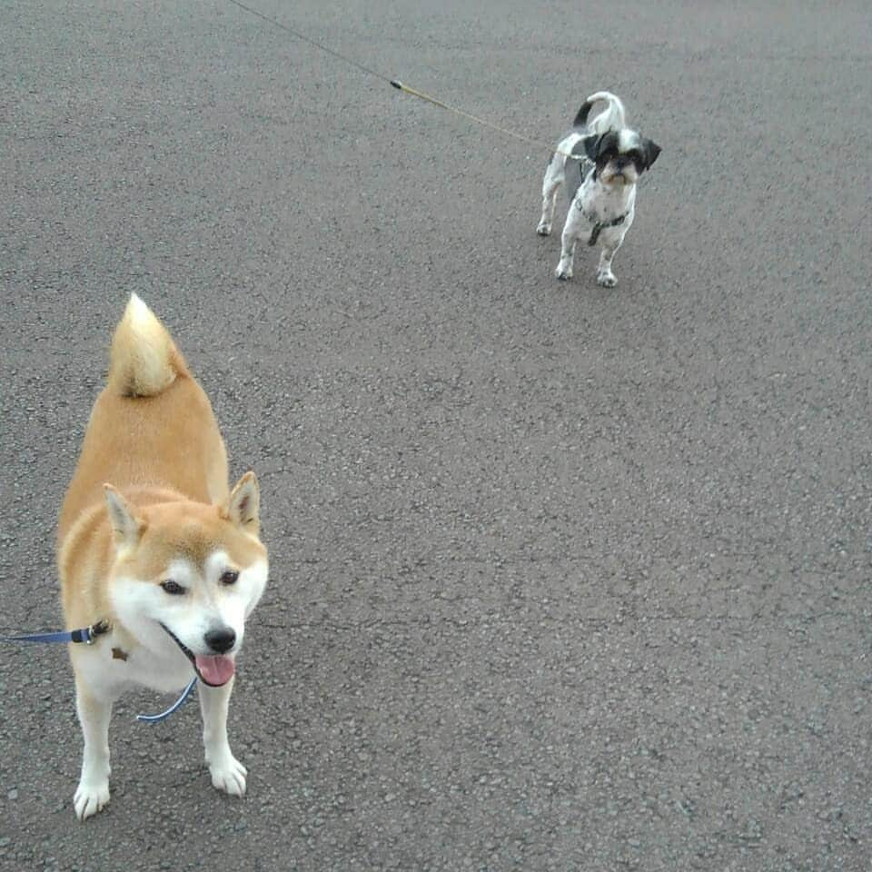 柴犬⭐️サスケのインスタグラム