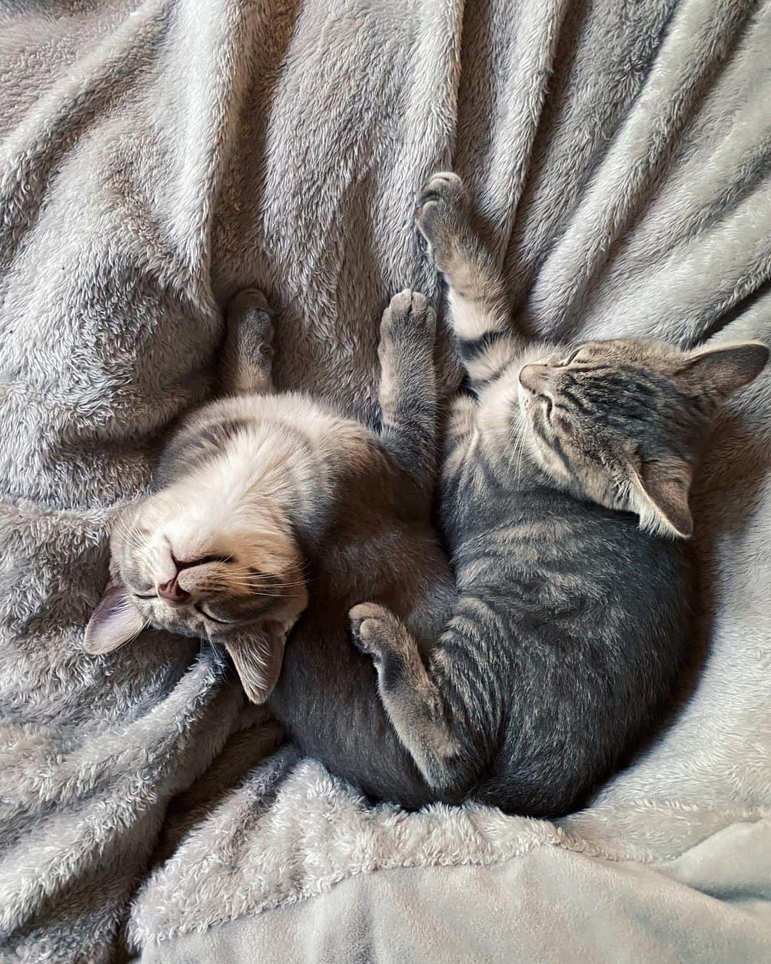 rats1316のインスタグラム：「・ 🐈🤍🐈 ・ ・ ・ #ねこのいる生活 #ねこすたぐらむ #保護猫」