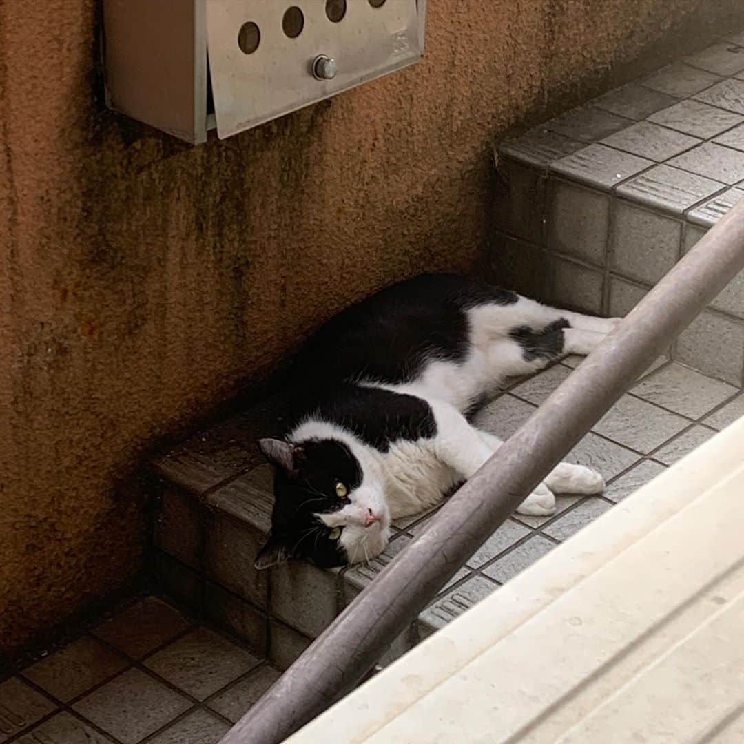 のインスタグラム：「おはようイカスミ Good Morning Ikasumi 今朝も寝て待ち 今日も暑いよ！ 涼しい所探してね。  Sleep this morning and wait  It's hot today too!  Look for a cool place.  #うちの猫ら #ikasumi #イカスミ #猫 #ねこ #cat #ネコ #catstagram #ネコ部 http://kachimo.exblog.jp」