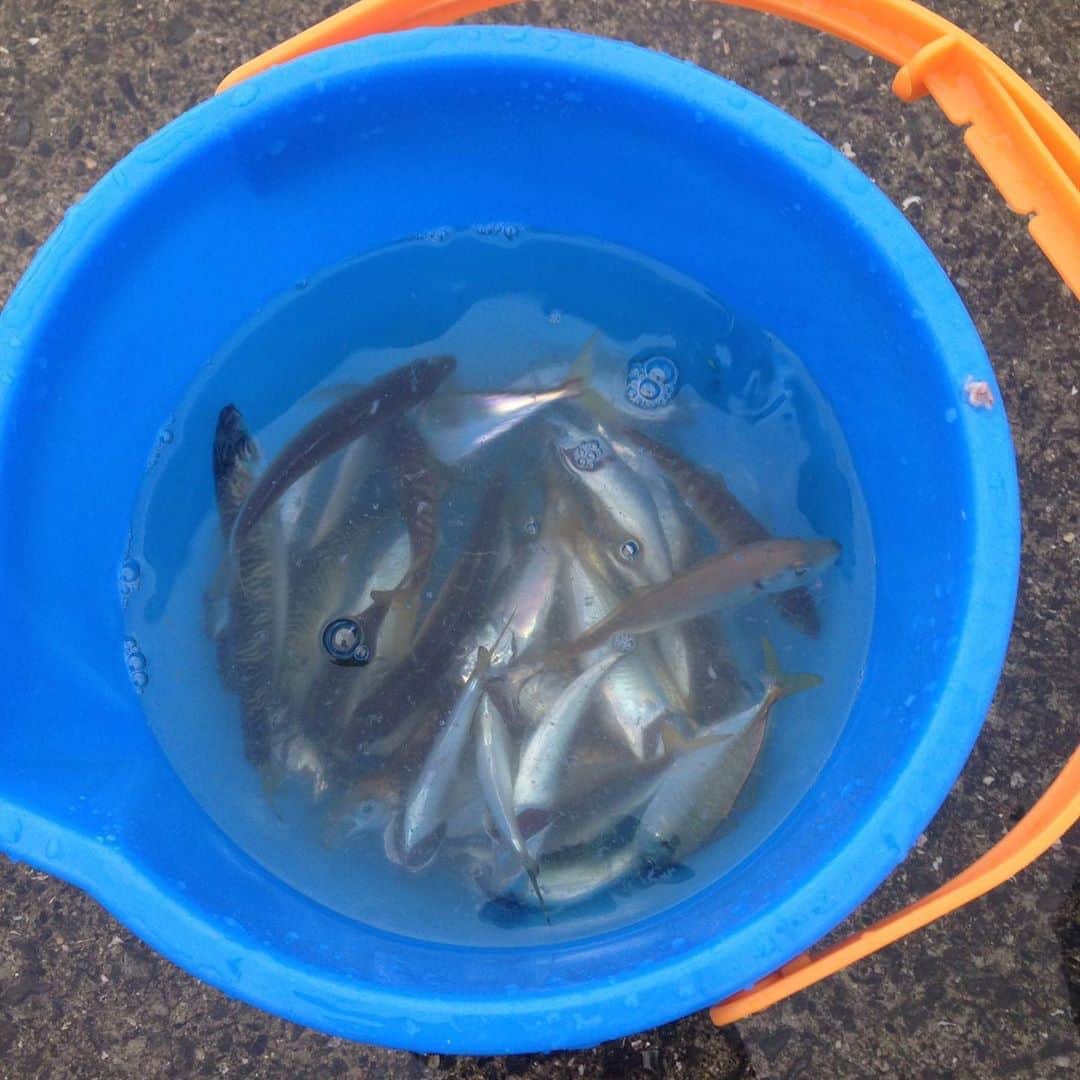 田井弘子さんのインスタグラム写真 - (田井弘子Instagram)「釣り🎣行きたいなぁ〜  鯛釣りに行きタイ！  堤防でサビキでもいい〜  で、アジの　#泳がせ釣り やってみタイ‼️」9月4日 9時49分 - hirokotai