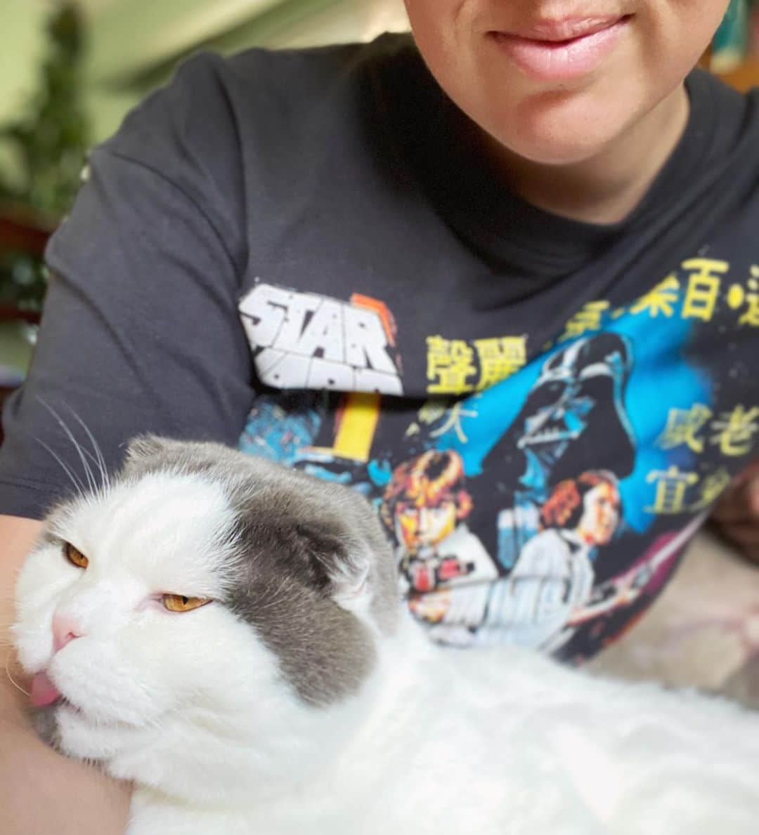 サイモンとマルティナのインスタグラム：「=^ㅅ^= The Meemersasaureus Rex recedes on beds, blankets, and other soft items. It mostly eats kibble and wet food, but sometimes can be seen trying to accidentally poison itself by eating poisonous houseplants. They are nearly entirely helpless spoiled soft bois, with absolutely no cat life skills making them easy pickings for literally all prey. BUTYOUARESUCHACUTEFLUFFYMARSHMALLOWYESYOUARE」