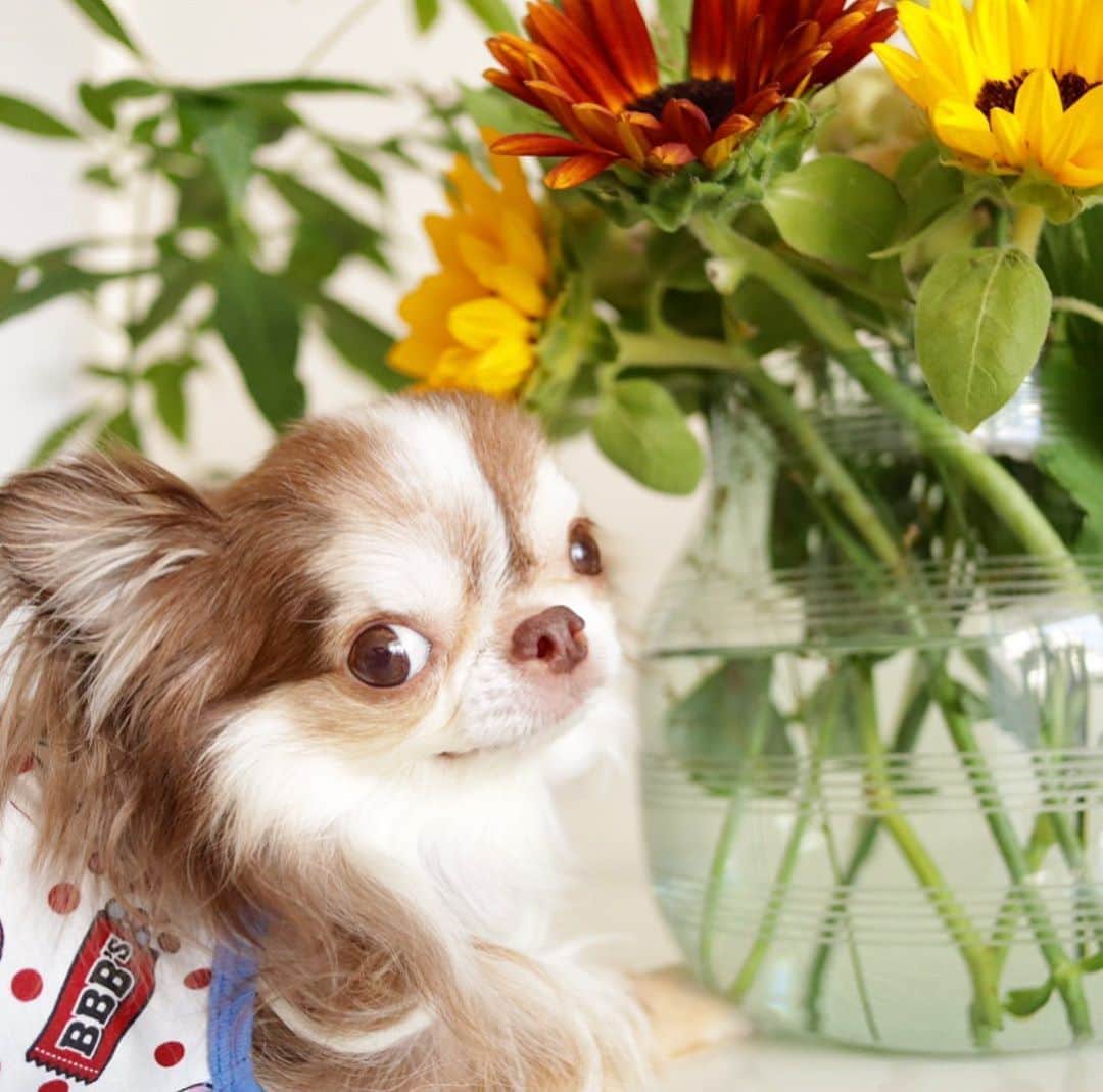 kayoのインスタグラム：「* * * 暑かった夏も そろそろ終わりかな☀️🌻 * * * Lychee💗 * * #chihuahua#chihuahualove#dogstgram#dog#instadog#チワワ#チワワ大好き #チワワのいる暮らし #お花のある暮らし * * *」
