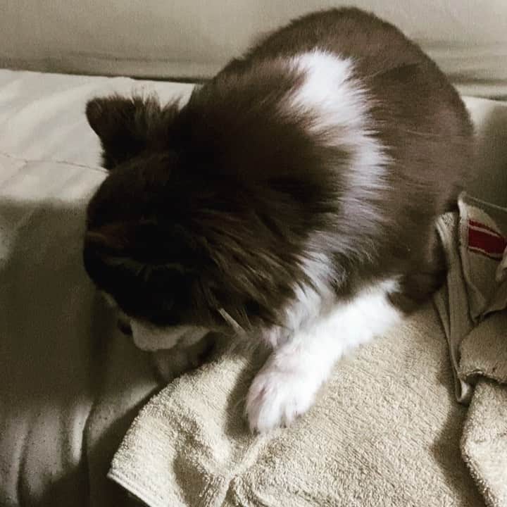 こまけいこのインスタグラム：「昨日の夜ちょっとしたハプニングがあって、ワンコが負傷。  夕方息子が散歩に行ったら暗くて足元が見えなかったらしく、ワンコと足が絡まるみたいなぶつかるみたいな感じになったらしい。 夏は暑くて散歩は暗くなってから行っている。 しかもスマホしながら歩いてたらしい。←😤  帰ってきてワンコがくしゃみみたいなのが治らなくてプシュプシュしてた。  なんだろうと思ってたらぶつかっちゃったって言うから、鼻にぶつかって気になってるのかな？と思ってた。  そしたらブシューってくしゃみした途端すごい血🩸  白いソファーカバーの上だったので赤い血見てびっくりしちゃって慌てた。  ワンコは鼻に違和感感じてるみたいだけど自分でペロペロ舐めて特に様子は変じゃなかった。  息子はわーわー大泣きするし(こういうところがあってほんと頼りにならないし突発的なことに弱い)、焦っちゃってとにかく病院に電話。 (1回目かけてる時泣き声うるさくて緊急の番号聞き取れなくてうるさいんだよ！💢と怒鳴ってかけ直した)  時間外だったので急患の番号かけたんだけど出なくて、折り返しでほんとドキドキして心配だった。  電話きて状況話したら、外傷だと思うから様子見でということ。 落ち着いて、興奮させないようにと言われた。  どうやら鼻の左側の横か、溝のところから血が出ていたみたいで時々にじむけど流血というほどではない。  落ち着いて様子見れば大したことなかった。  12歳。 今まで健康で怪我もしたことなくて本当に何もなくて無事にここまで生きてきた。 動物の最期に関わる仕事をしてるので、他の人よりそれなりに覚悟もできてる気がしてたけど仕事とは違うんだと思った。  もう年なのであと数年しか一緒にいられないだろう。 人だって明日どうなるかもわからない。 毎日元気で何もなくいられることが特別。  とりあえず防げることは防がなきゃ。 もう少し明るいうちに散歩、スマホは禁止！←当たり前😡  写真は治ってきて自分の足に付いた血を舐めてるところ。 鼻の血も拭くこともできず、自分で一生懸命舐めてた。 こういうところ、動物なんだなぁと思う。 朝はなんともなくてホッとした。 自然治癒力。  余談だが、大泣きして大騒ぎした息子、そのあと治ってきたら横でいびきかいて寝てた。 は？って感じでめっちゃイラっときた。 普段からそういうところがある。 切り替えが早いと言えばいいが、違うな。 ワンコよりそっちの方が気になるわ。  長くなりすみません。 記録として。」