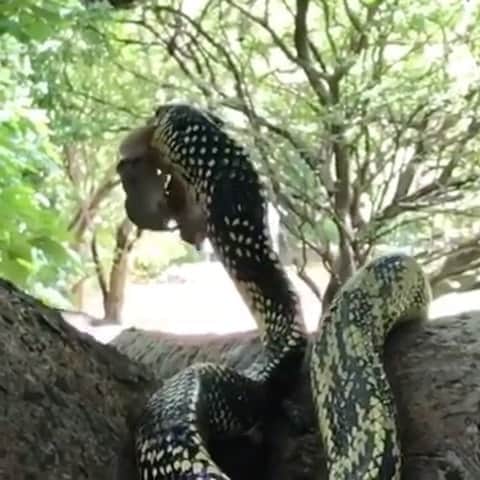 WildLifeのインスタグラム：「Hat Trick  Tiger rat snake devours mom and her two suckling babies.  Its not every day you get to watch a snake wipe out an entire family in one go.  Repost from @natureismetal」