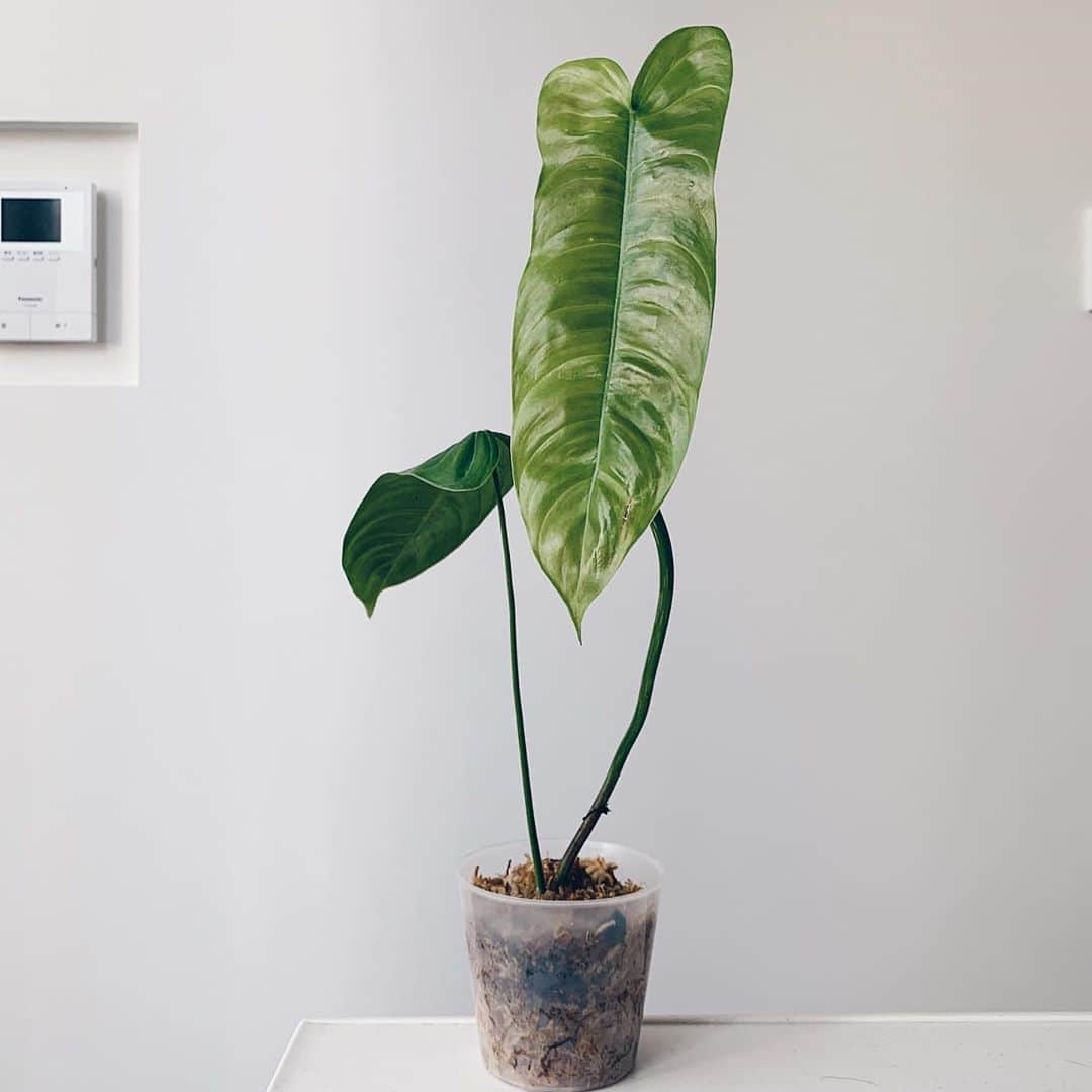 のインスタグラム：「Philodendron Sharoniae  新しい品種届いた😌✨ フィロデンドロン・シャロニアエ  美しいな🥺🌱 めっちゃくちゃ大葉に成長する種類。  #フィロデンドロン#philodendron#philodendronsharoniae #観葉植物#観葉植物のある暮らし#観葉植物インテリア#インテリア」